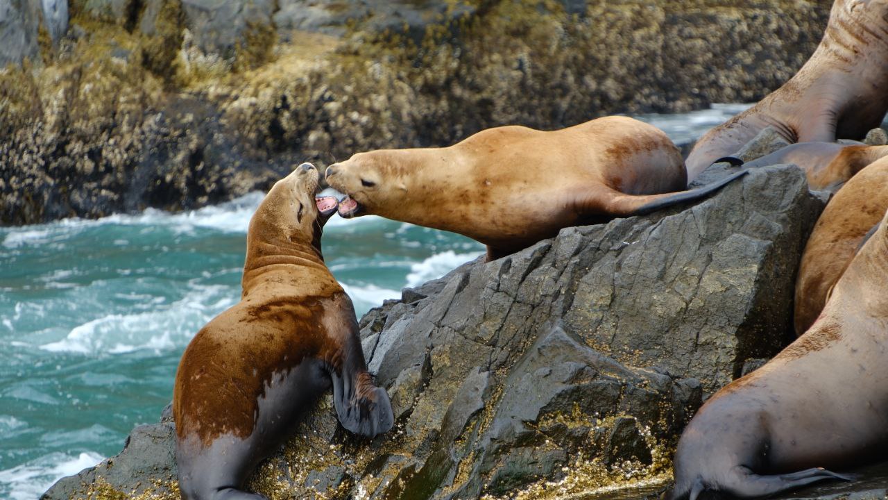 Камчатка По следам Витуса Беринга