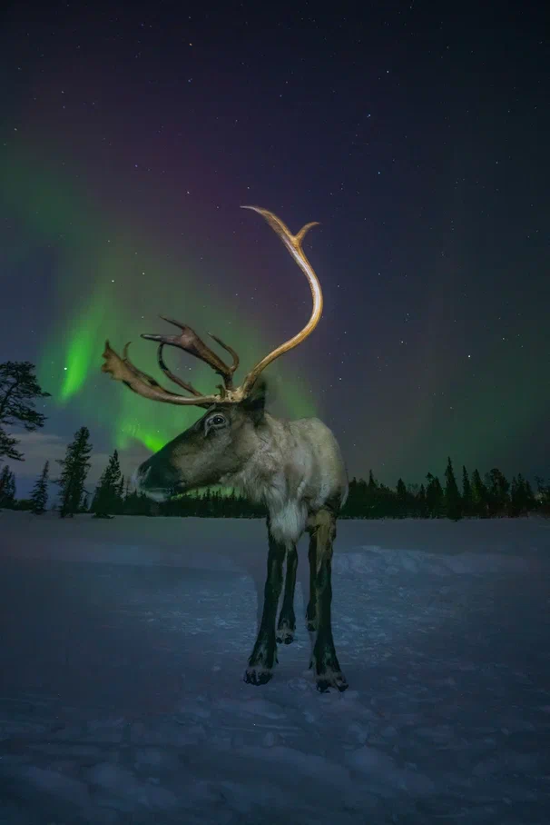 Снежные Приключения / 4 дня и 3 ночи