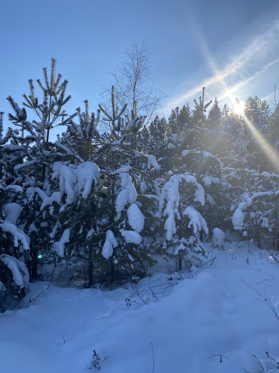 Перезагрузка В Сердце Тайги