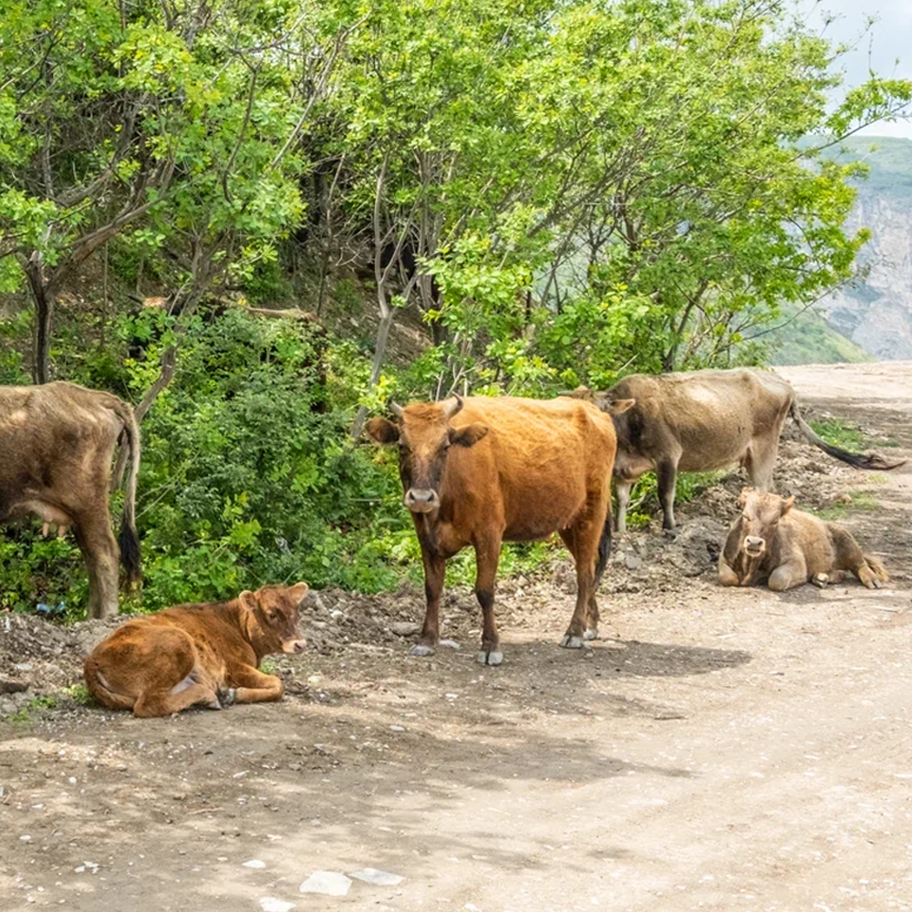 Дагестан за 5 дней: Путешествие сквозь пески, горы и века (15/38)