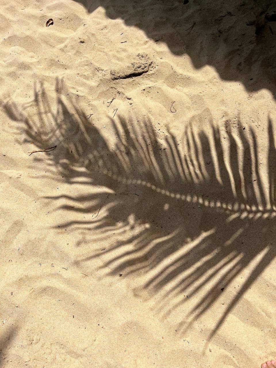 От кокоса до чемодана