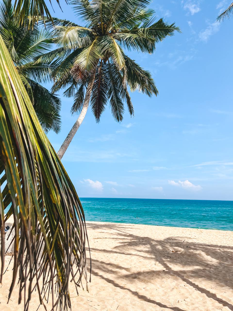 От кокоса до чемодана