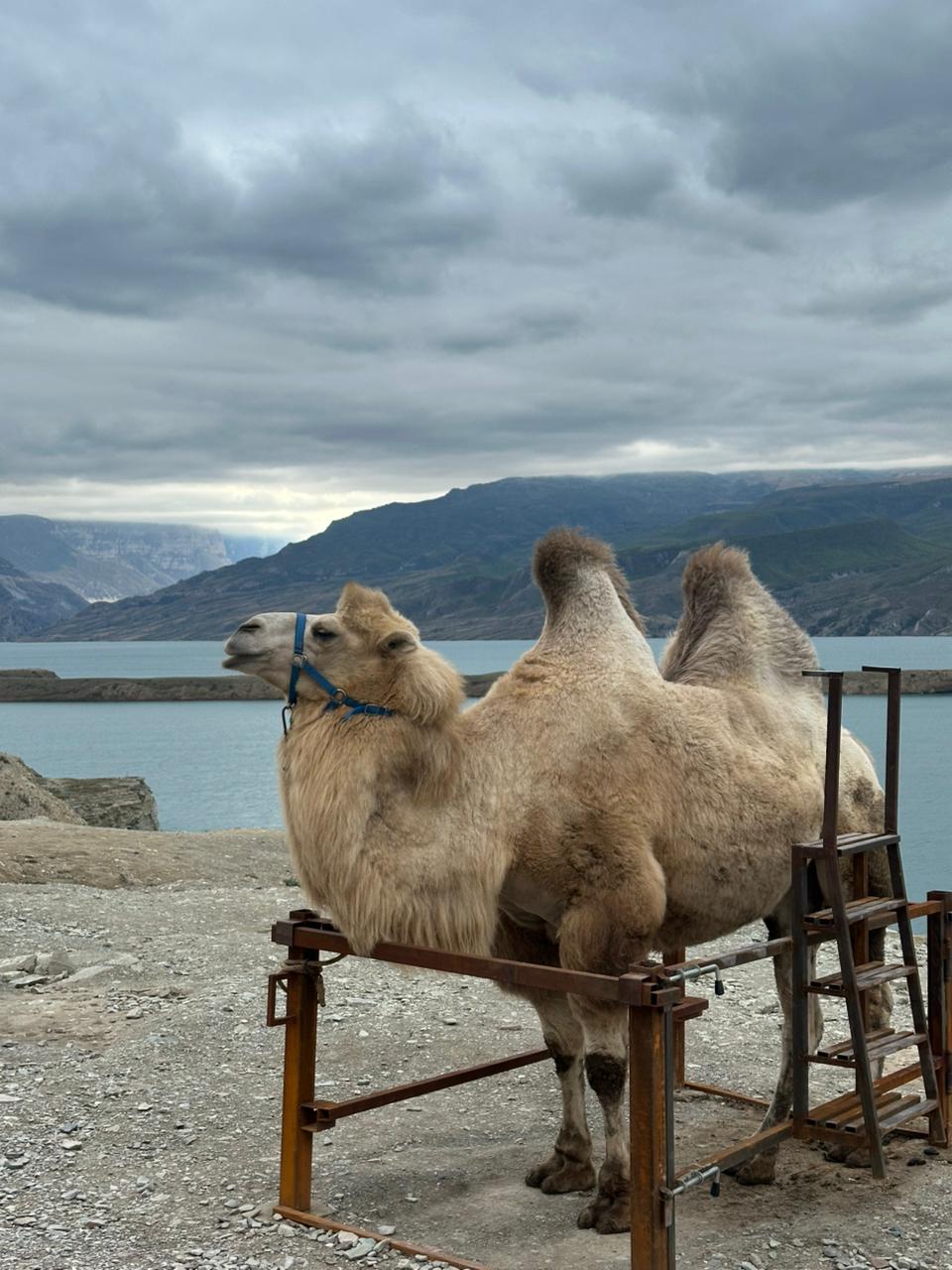 Открывая Дагестан: за три дня к сердцу Кавказа (Все Включено) (62/107)