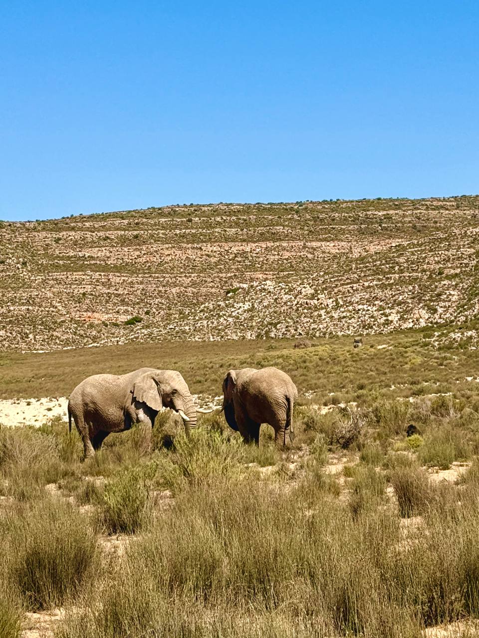 Юар путешествие на край Земли. Киты, океан, пингвины, край света (26/55)