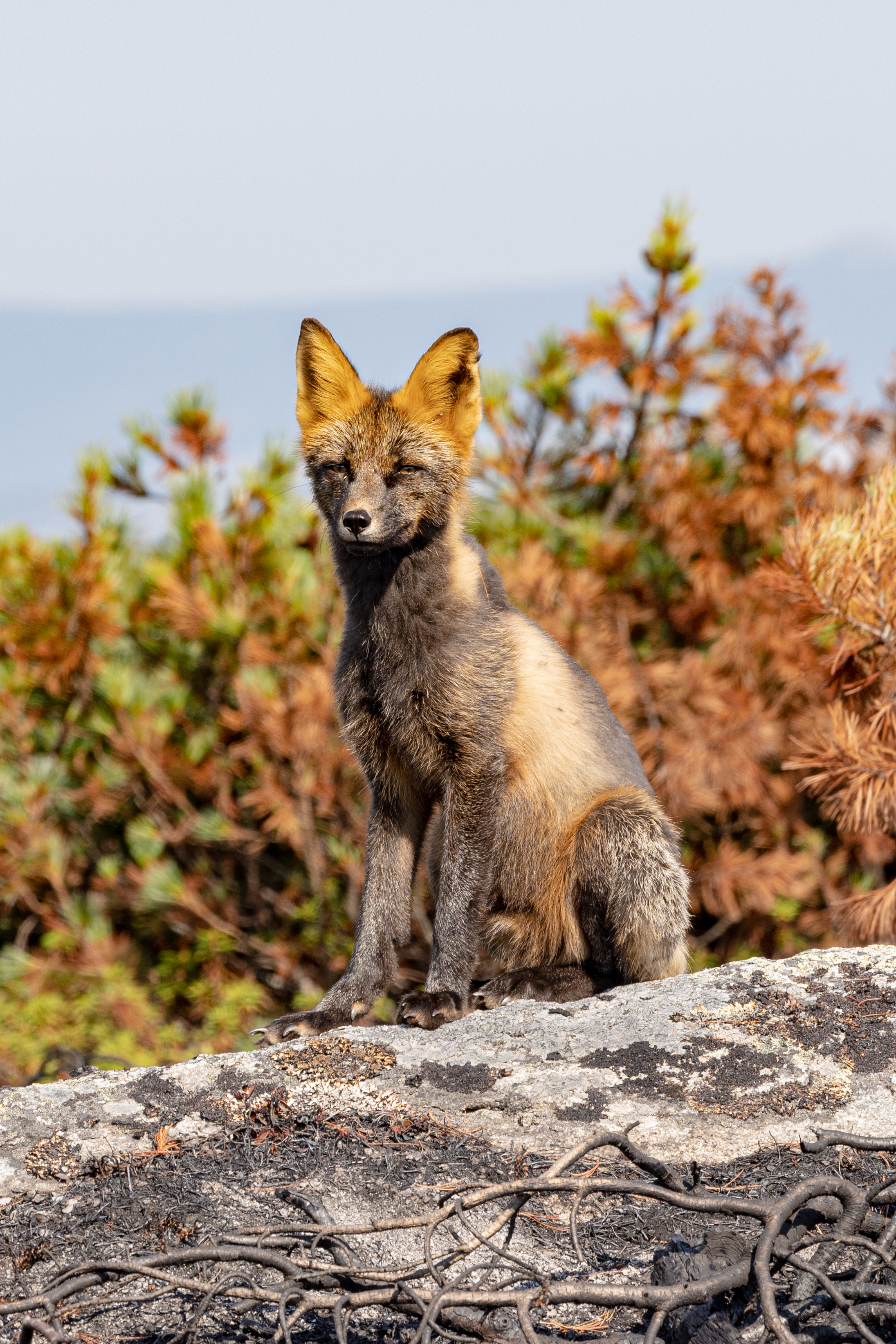 Берег Сокровищ (7/29)