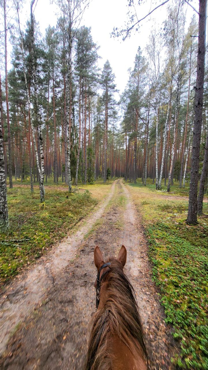 Конный тур + музей архитектуры и быта + обед в таверне (4/9)