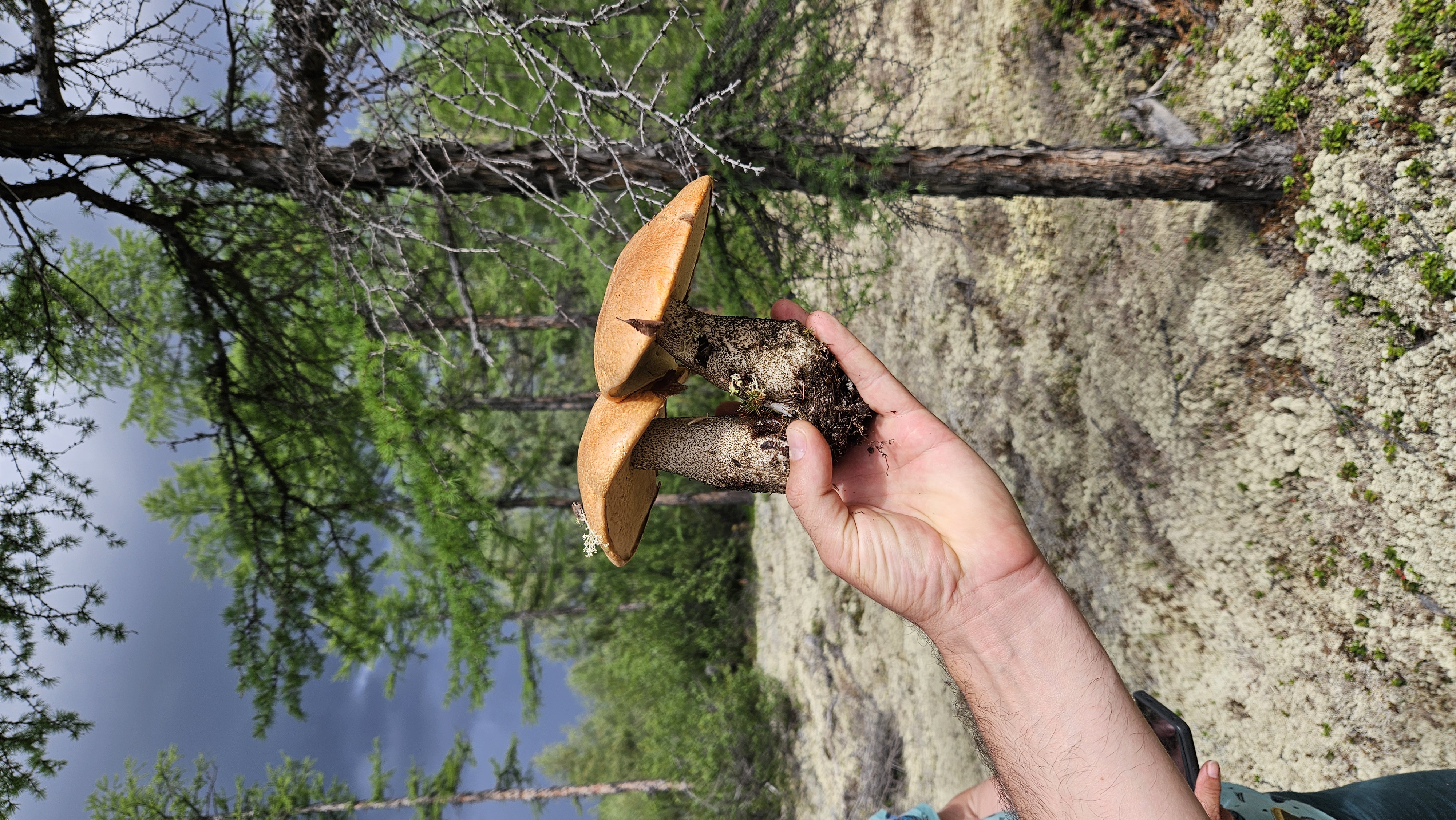 Берег Сокровищ (2/29)