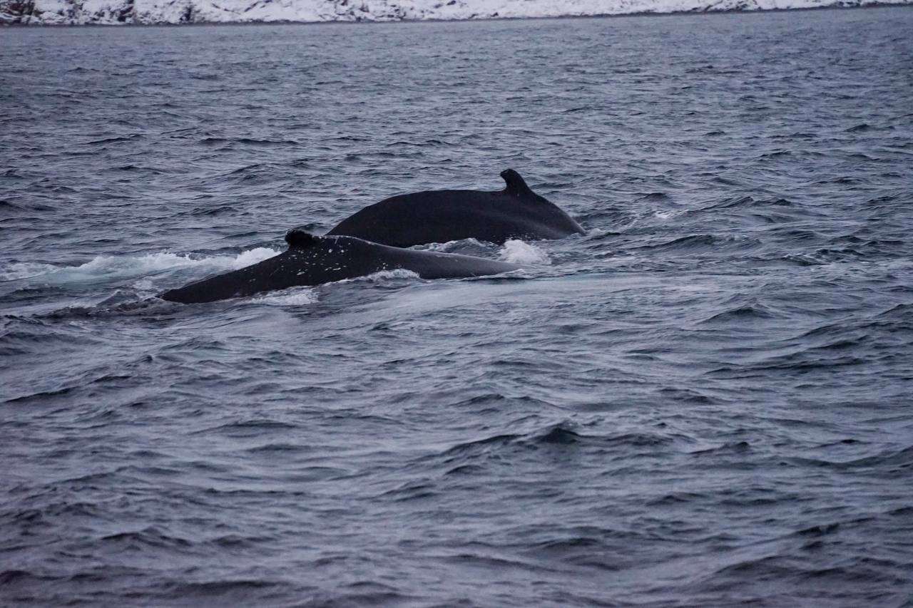 Жизнь на корабле! Киты, Териберка (21/34)