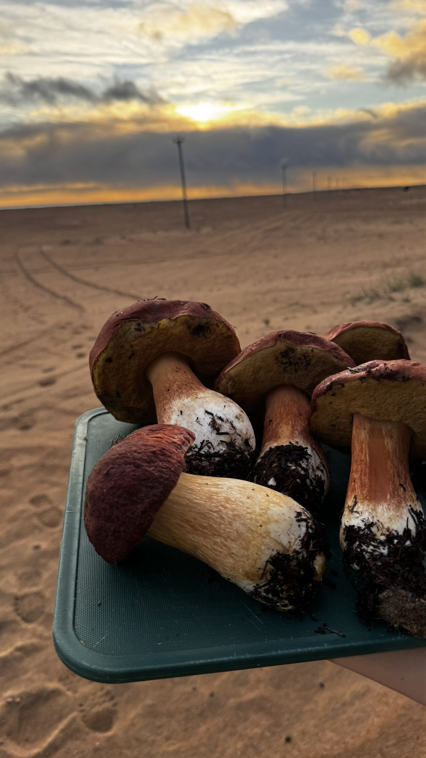 Терский берег и пески северной пустыни! (49/66)