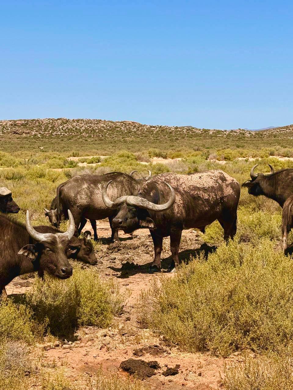 Юар путешествие на край Земли. Киты, океан, пингвины, край света (25/55)