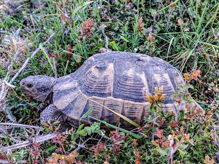 Восточная Ликийская тропа - пеший поход (34/53)