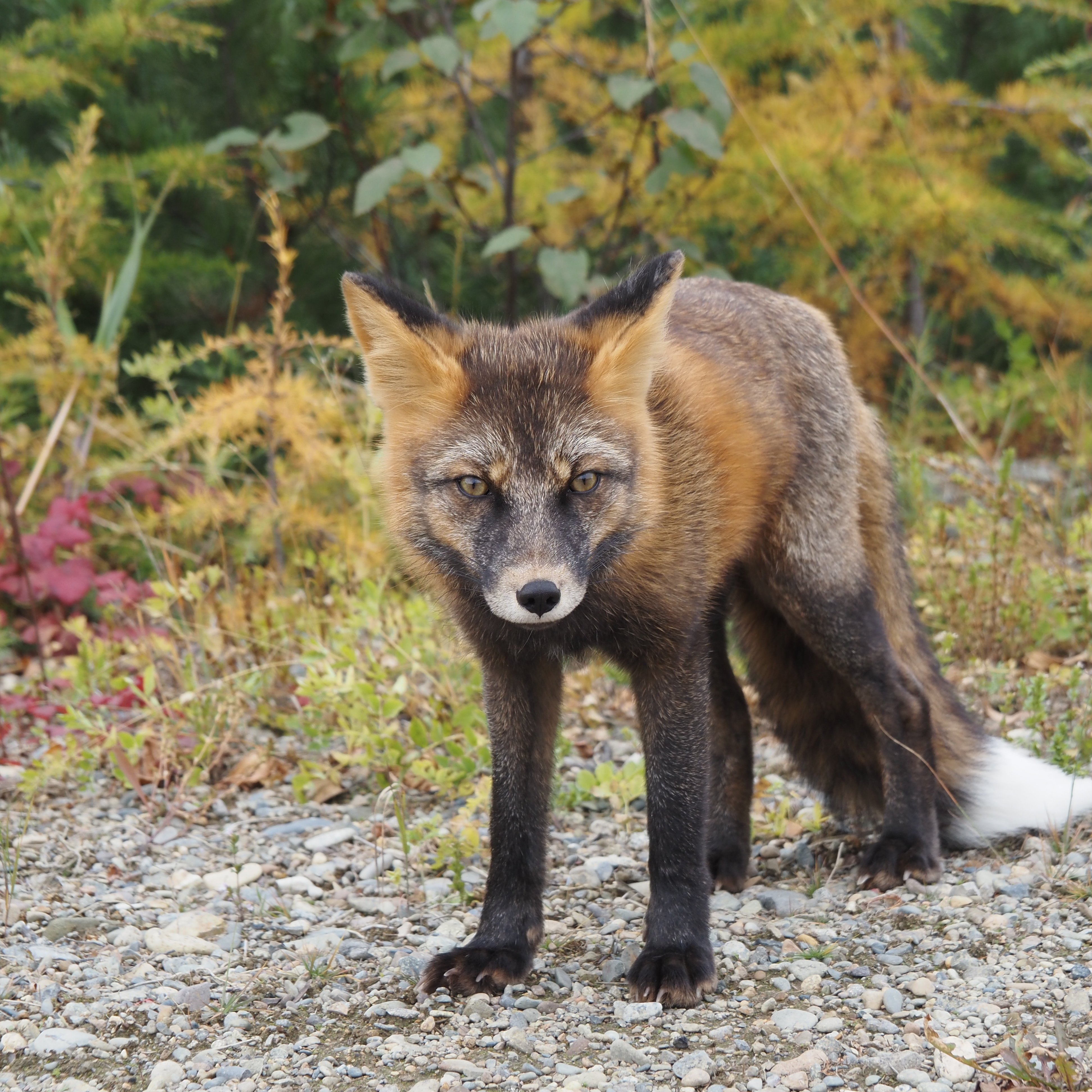 Берег Сокровищ (5/29)