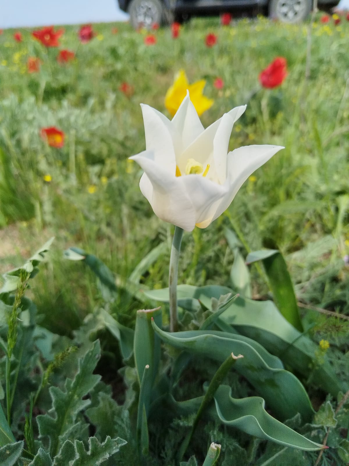 Тюльпанная Калмыкия 2026 г. Лайт 5 дней