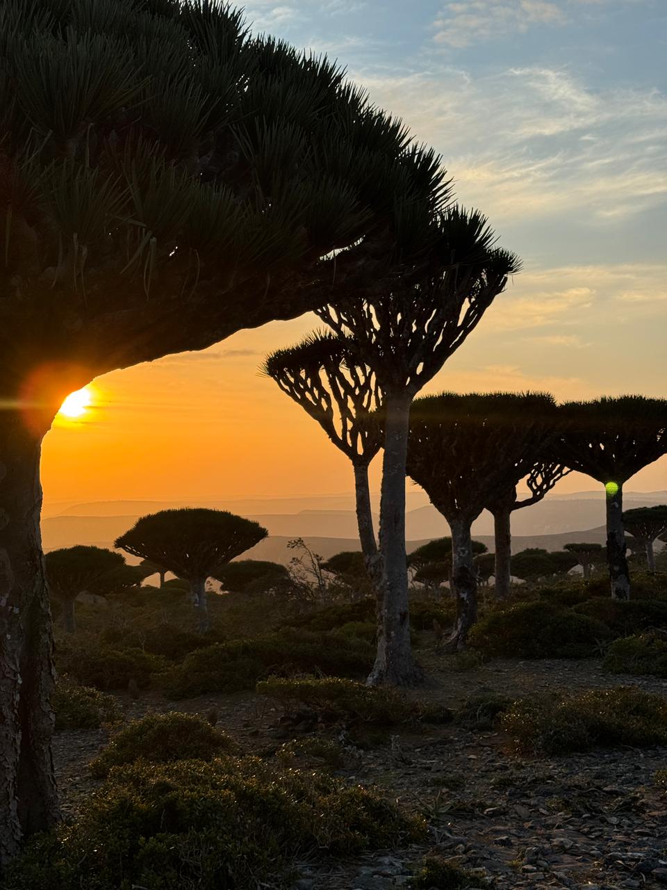 Сокотра - тур на остров блаженства (24/48)