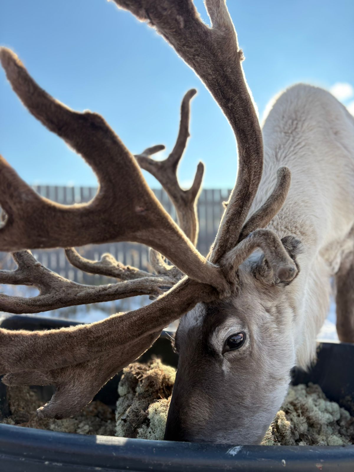 Энергия Байкала: горячие источники, природа, настоящие северные олени (7/16)