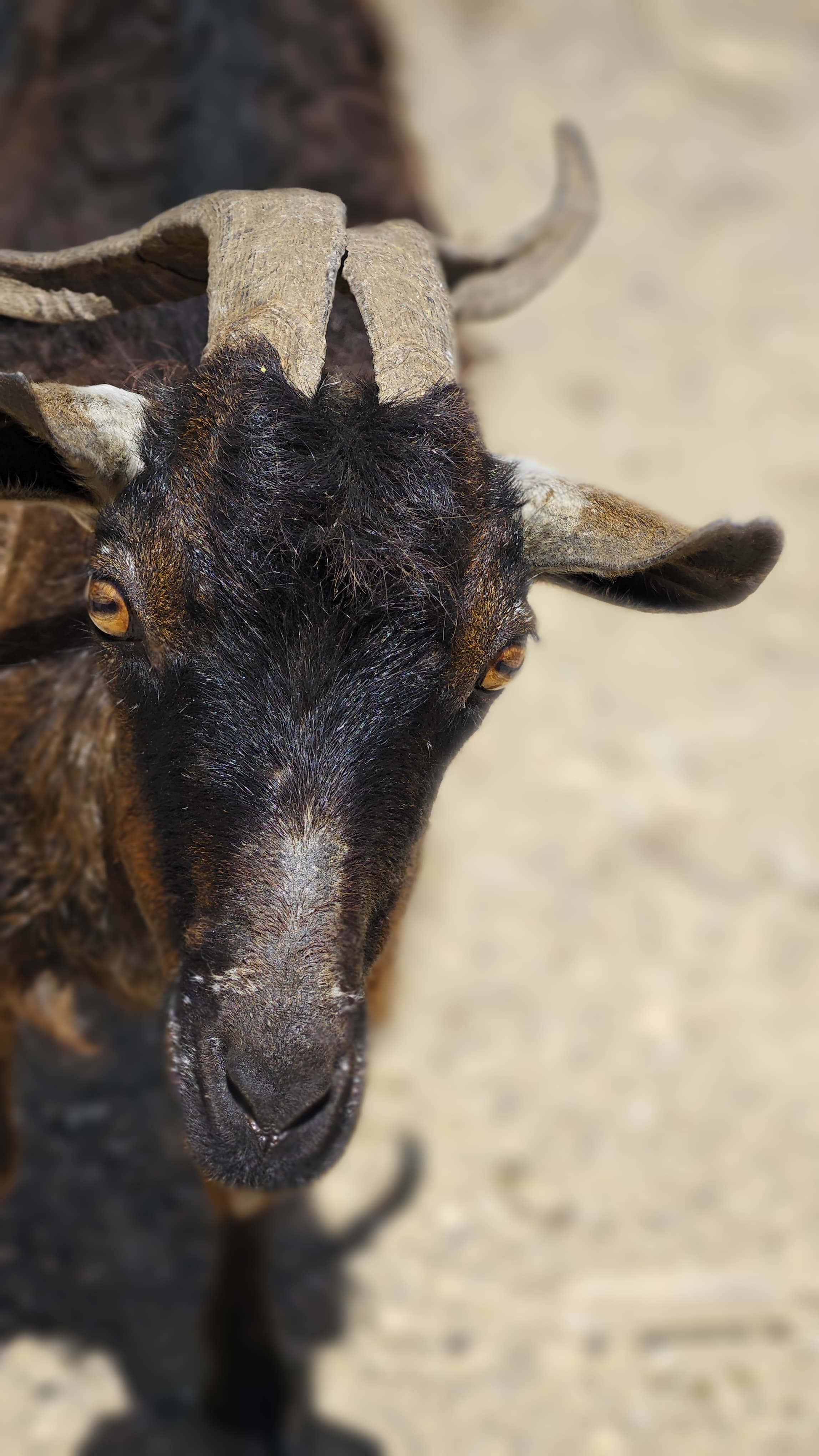 Сокотра - тур на остров блаженства (19/48)