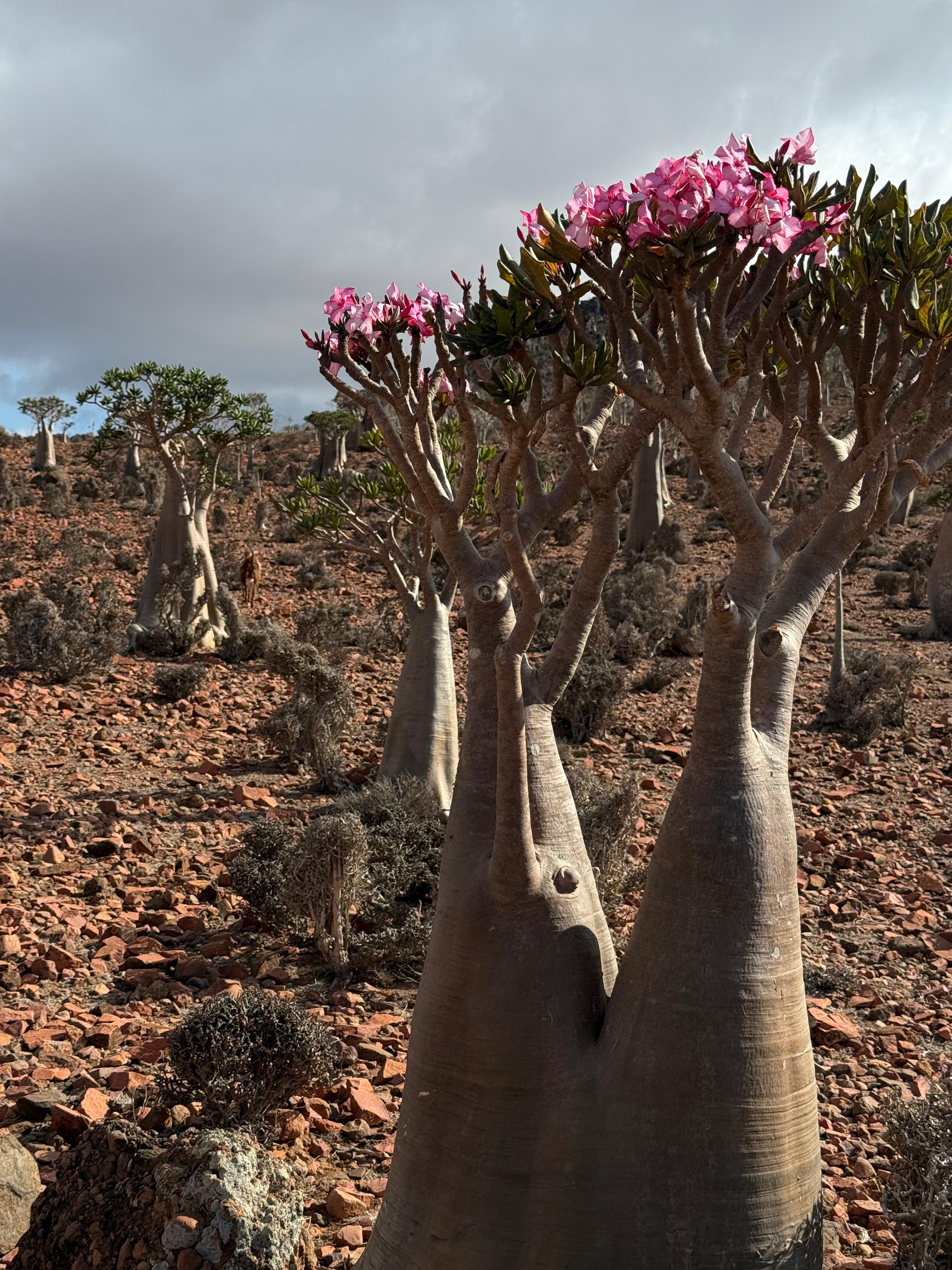 Сокотра - тур на остров блаженства (20/48)