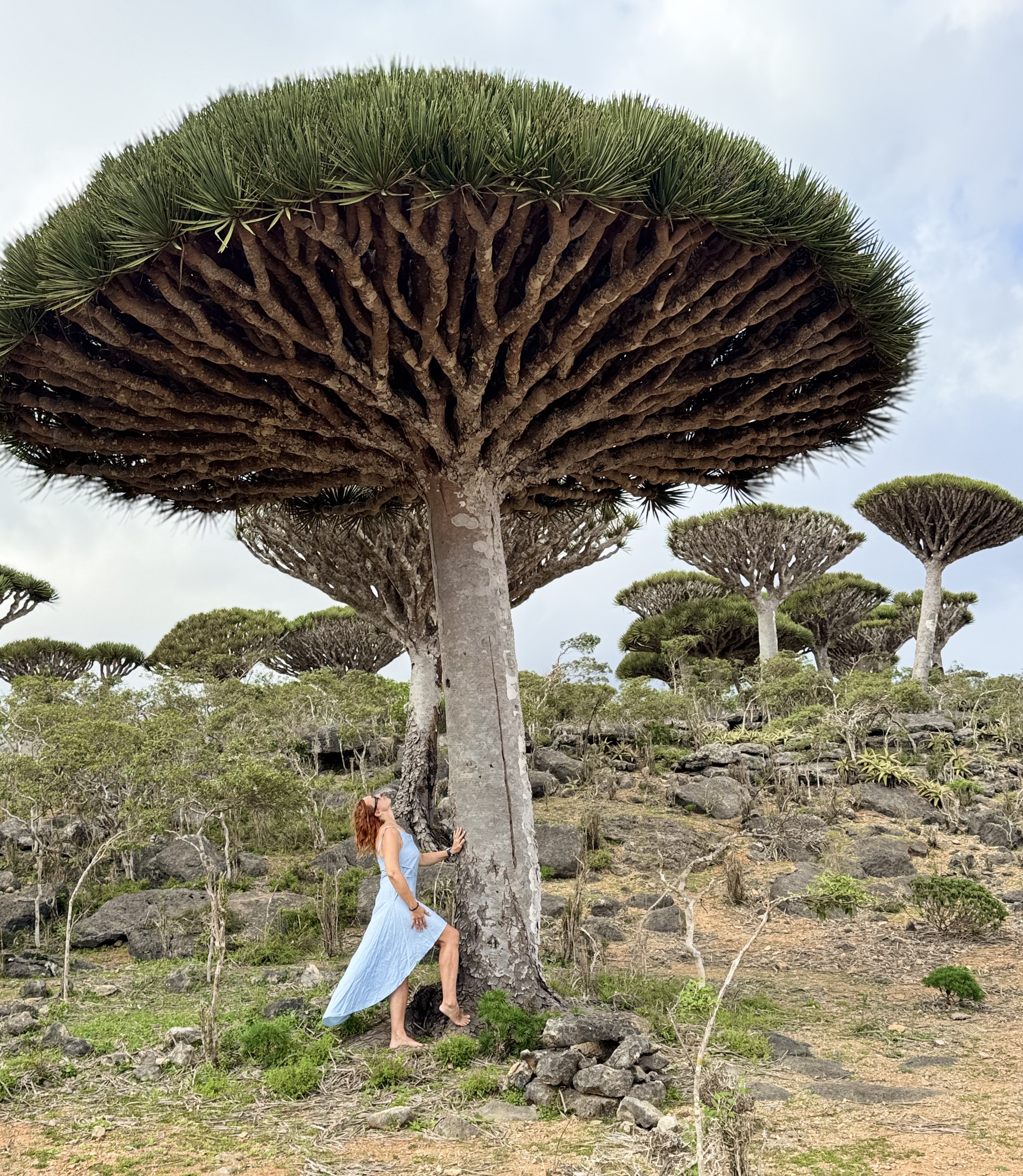 Сокотра - тур на остров блаженства