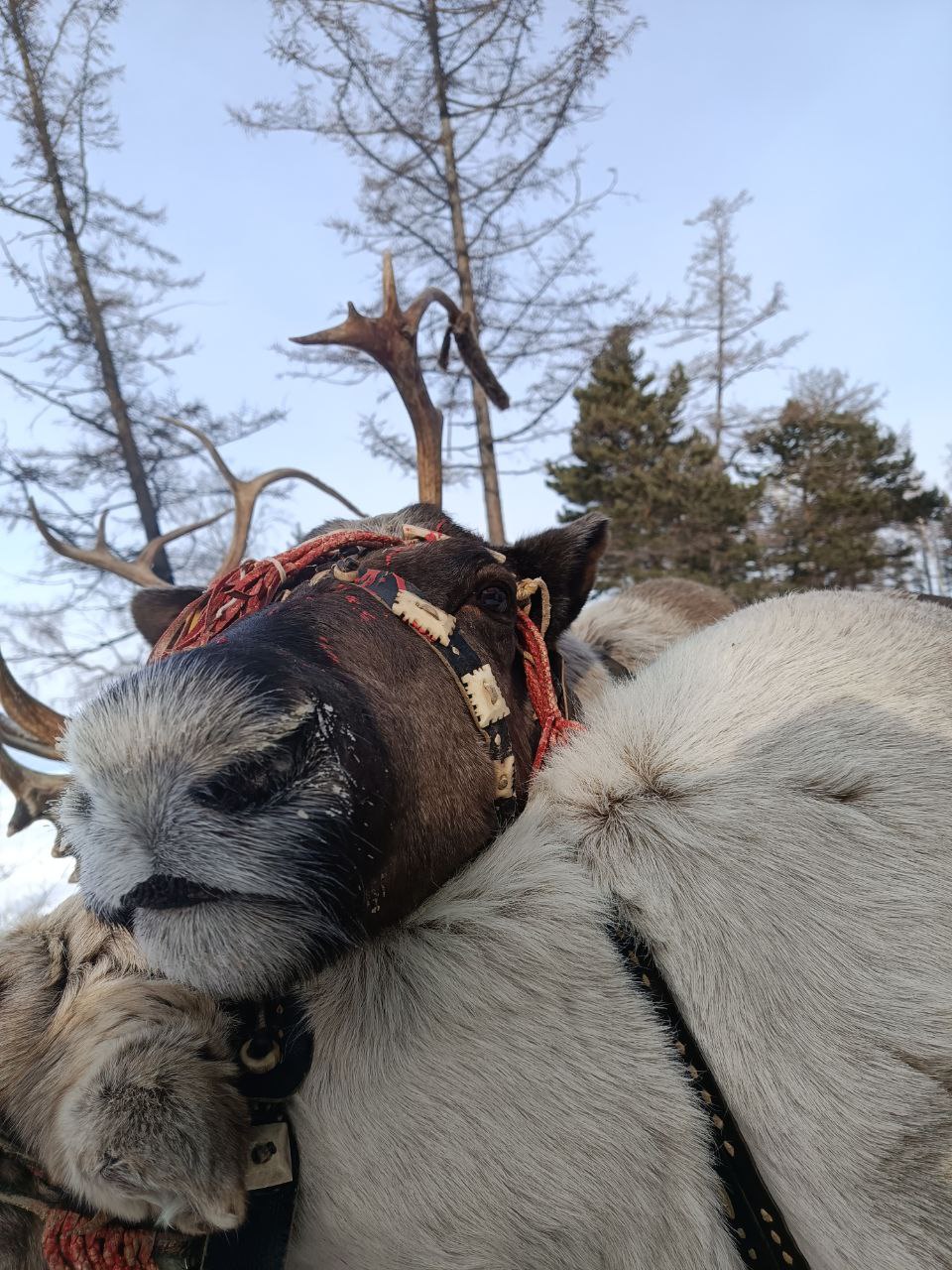 Энергия Байкала: горячие источники, природа, настоящие северные олени (10/16)