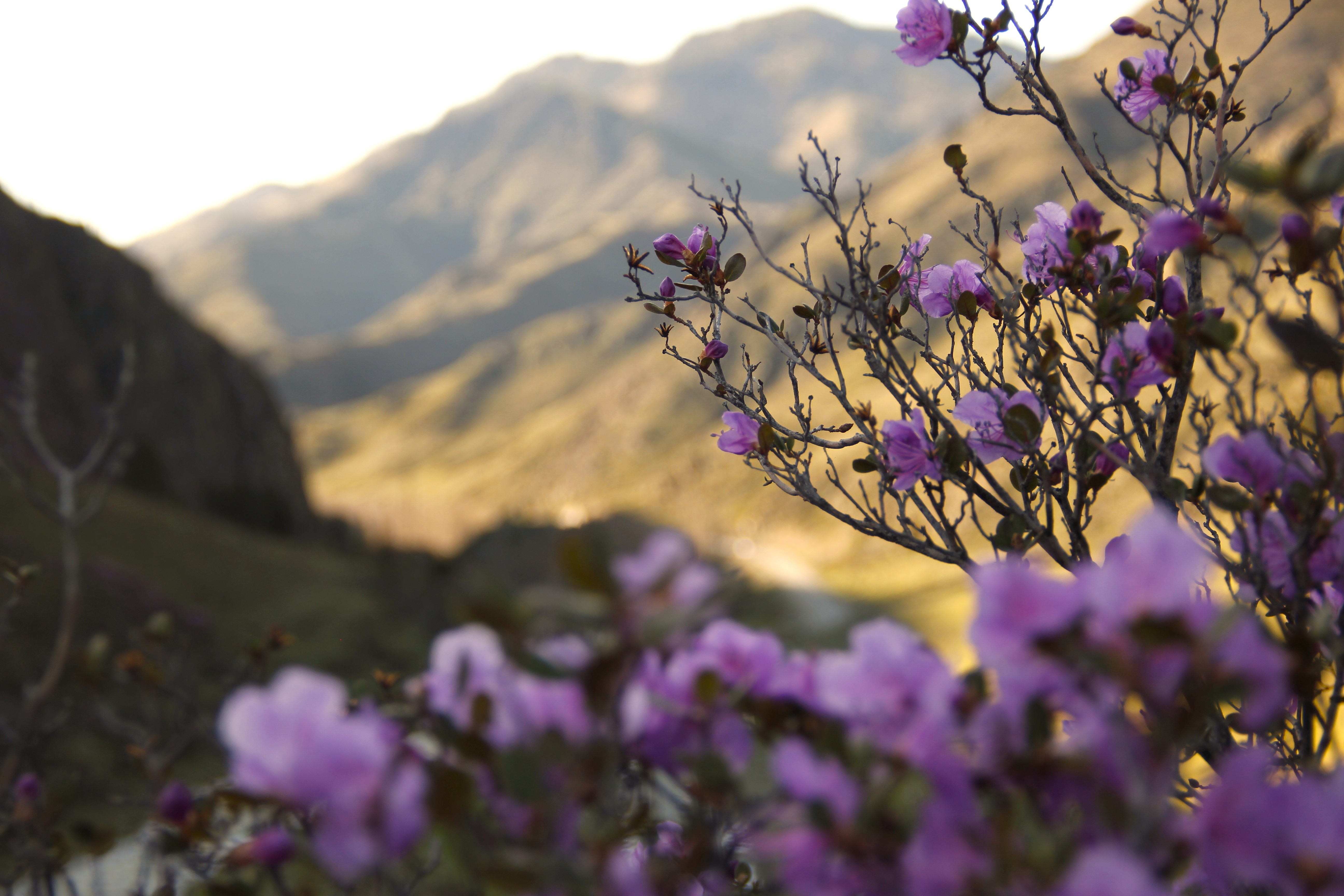 Цветение Маральника на Алтае