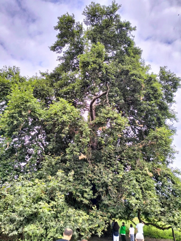 Самурский лиановый лес + Экраноплан Лунь (выезд из Дербента) (5/7)