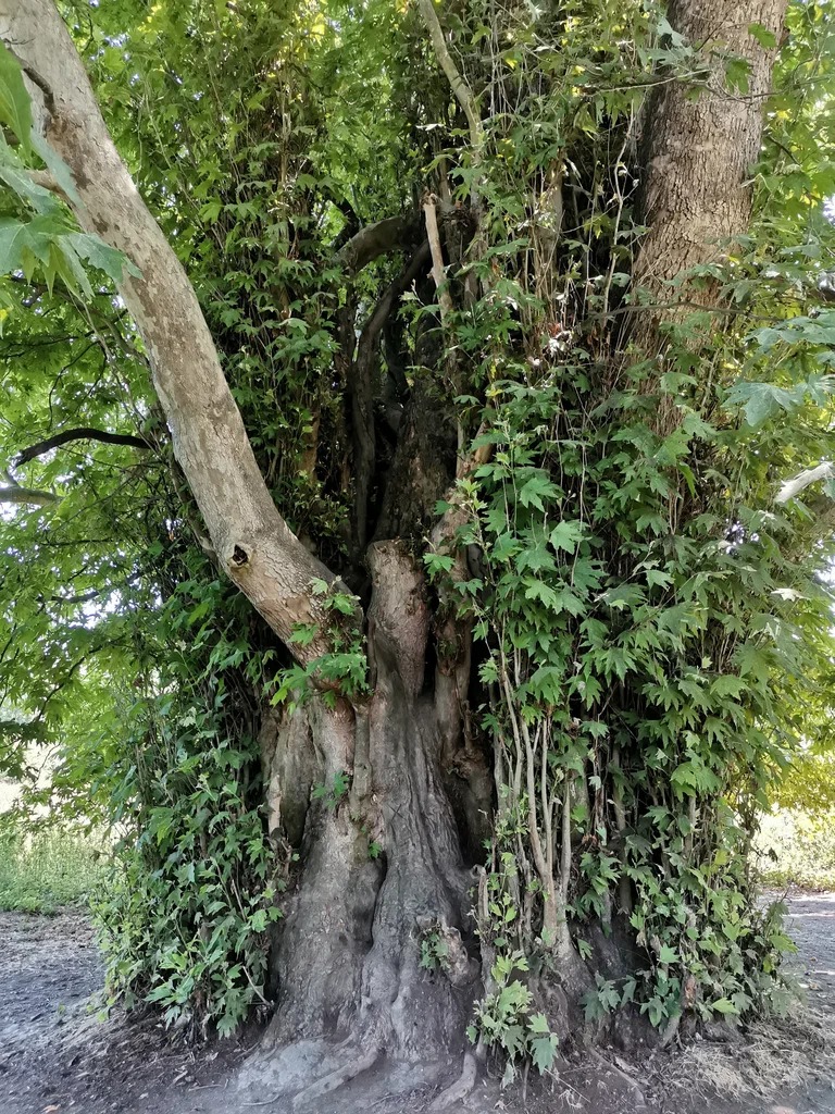 Самурский лиановый лес + Экраноплан Лунь (выезд из Дербента) (4/7)