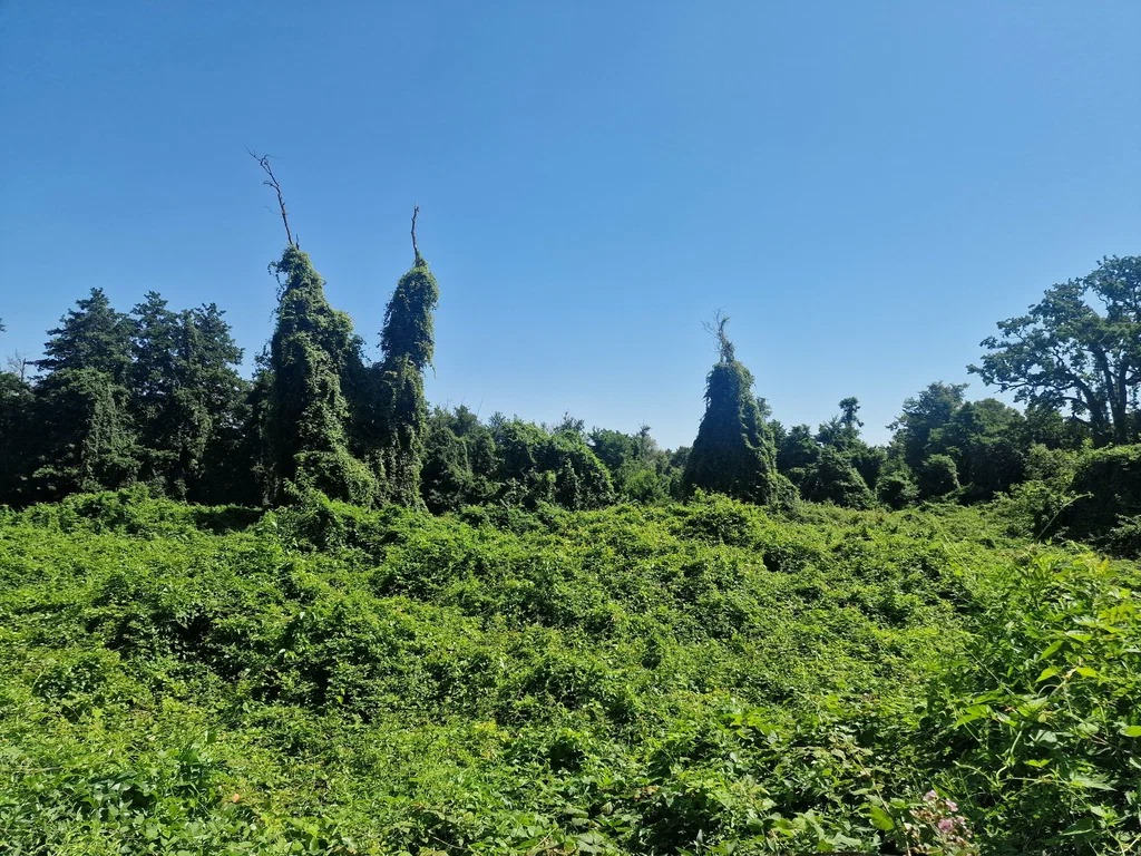 Самурский лиановый лес + Экраноплан Лунь (выезд из Дербента) (2/7)