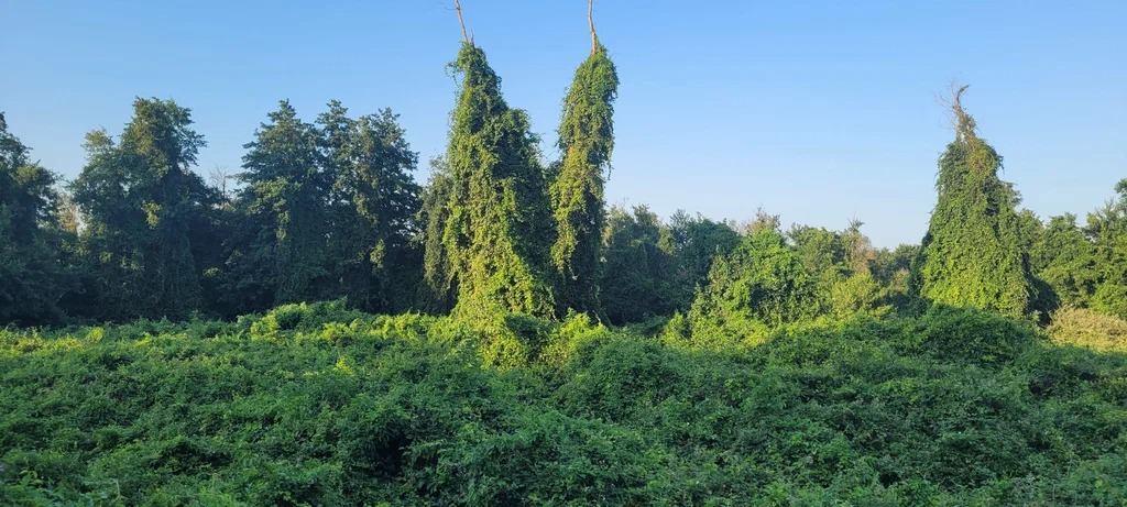 Самурский лиановый лес + Экраноплан Лунь (выезд из Дербента) (7/7)