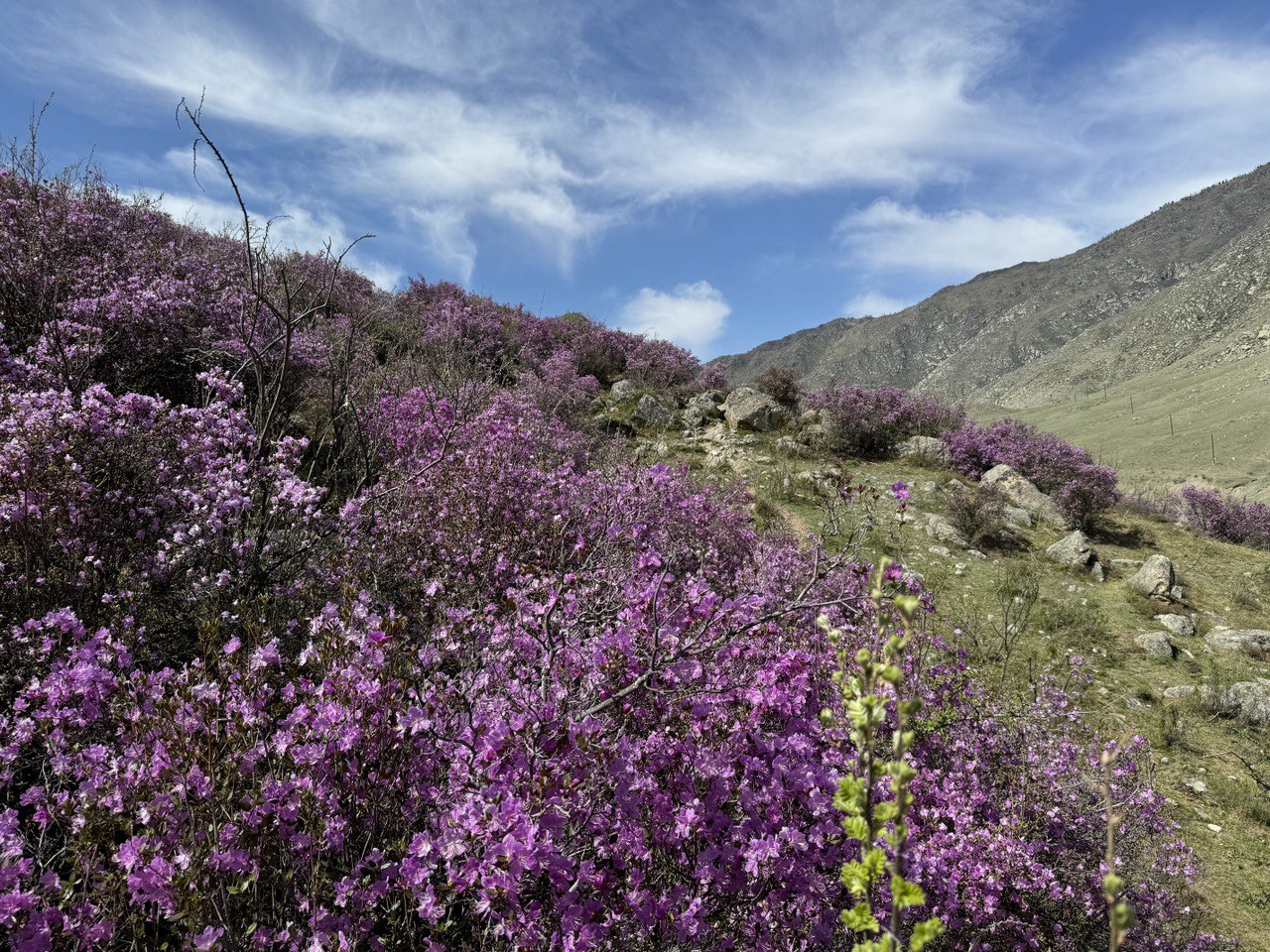 Весеннее пробуждение Алтая (1/20)