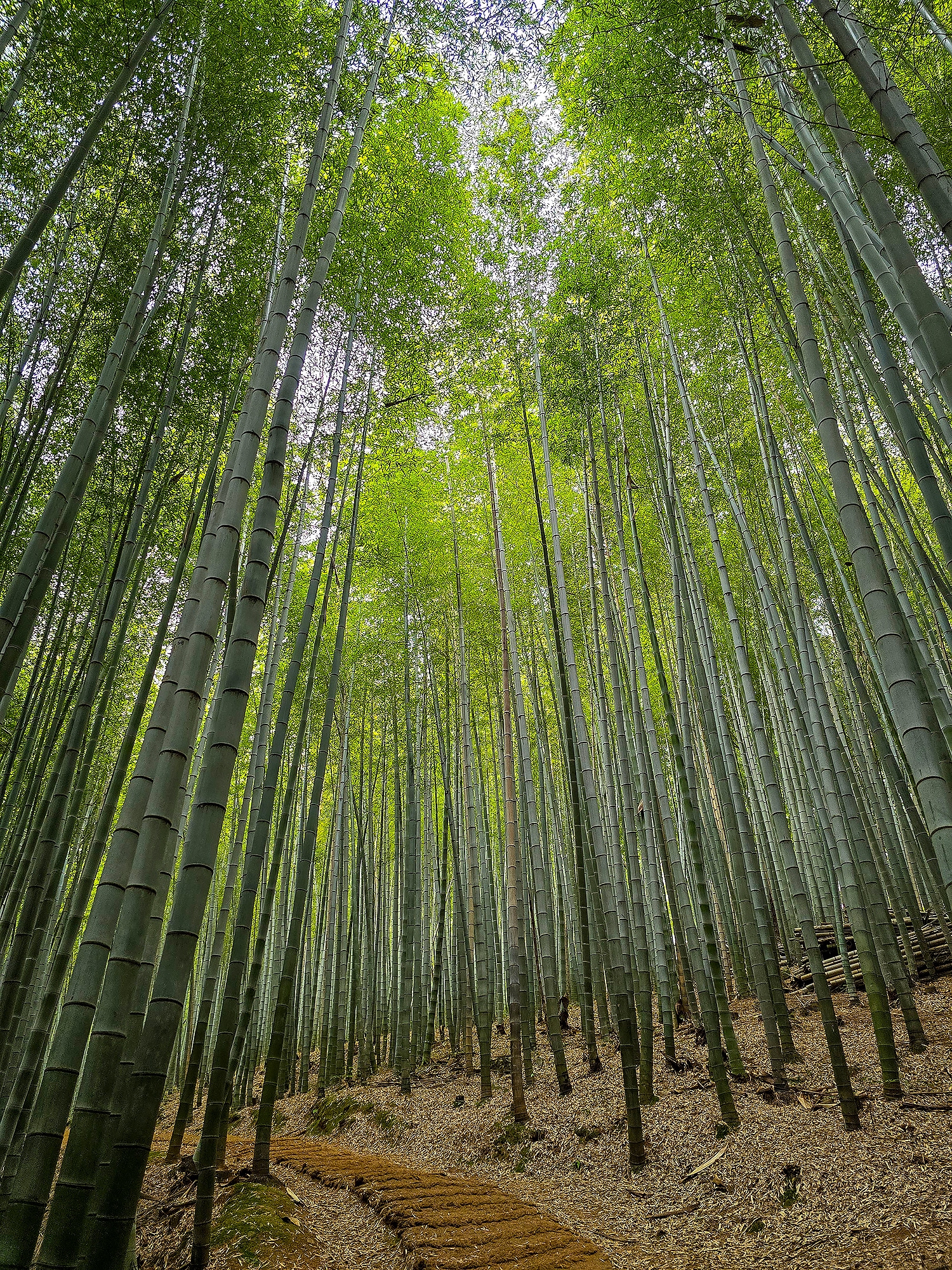 Южная Корея. Сакура в утренней свежести (15/34)