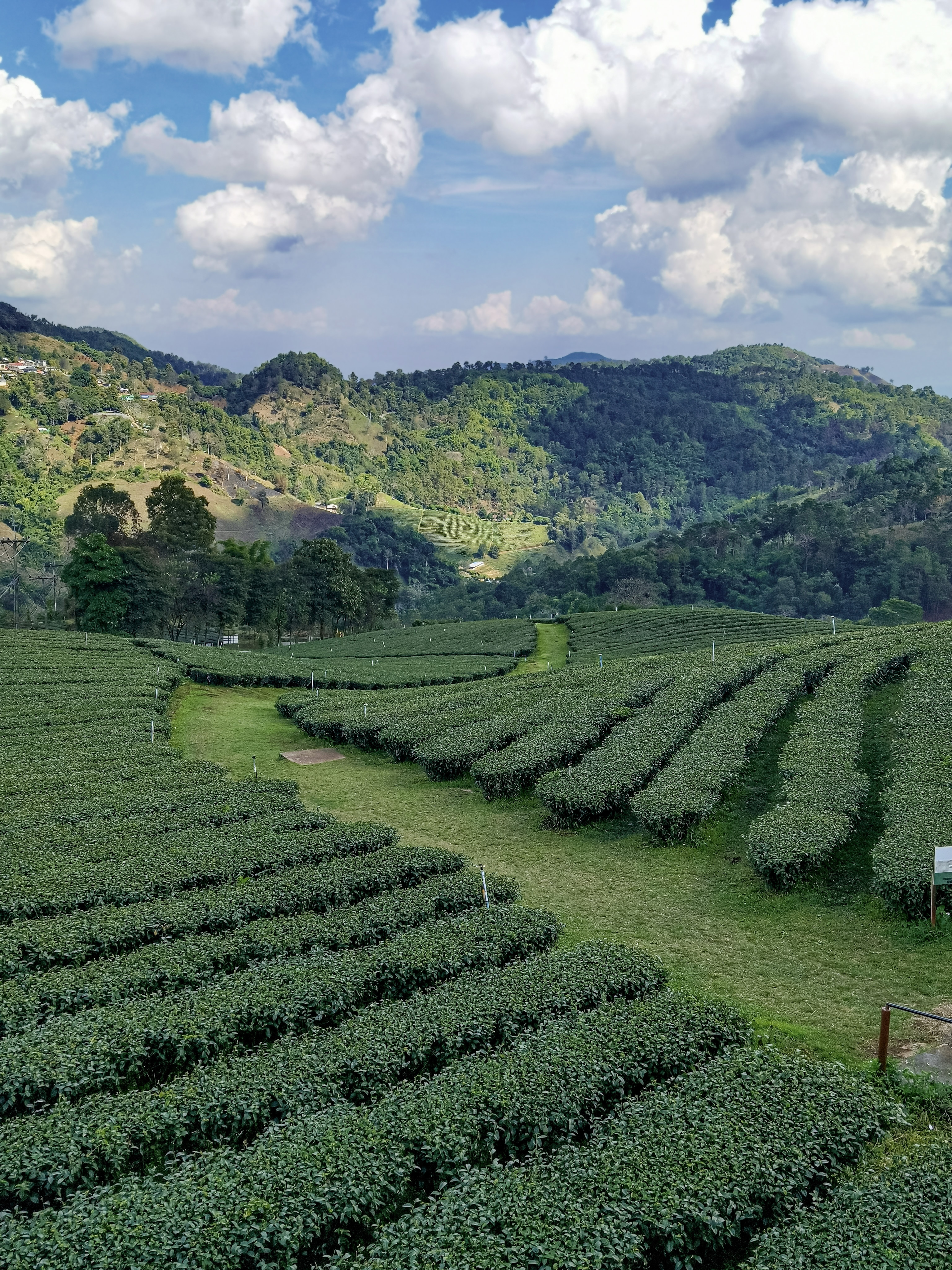 Чайные террасы и горные серпантины Мае Салонг