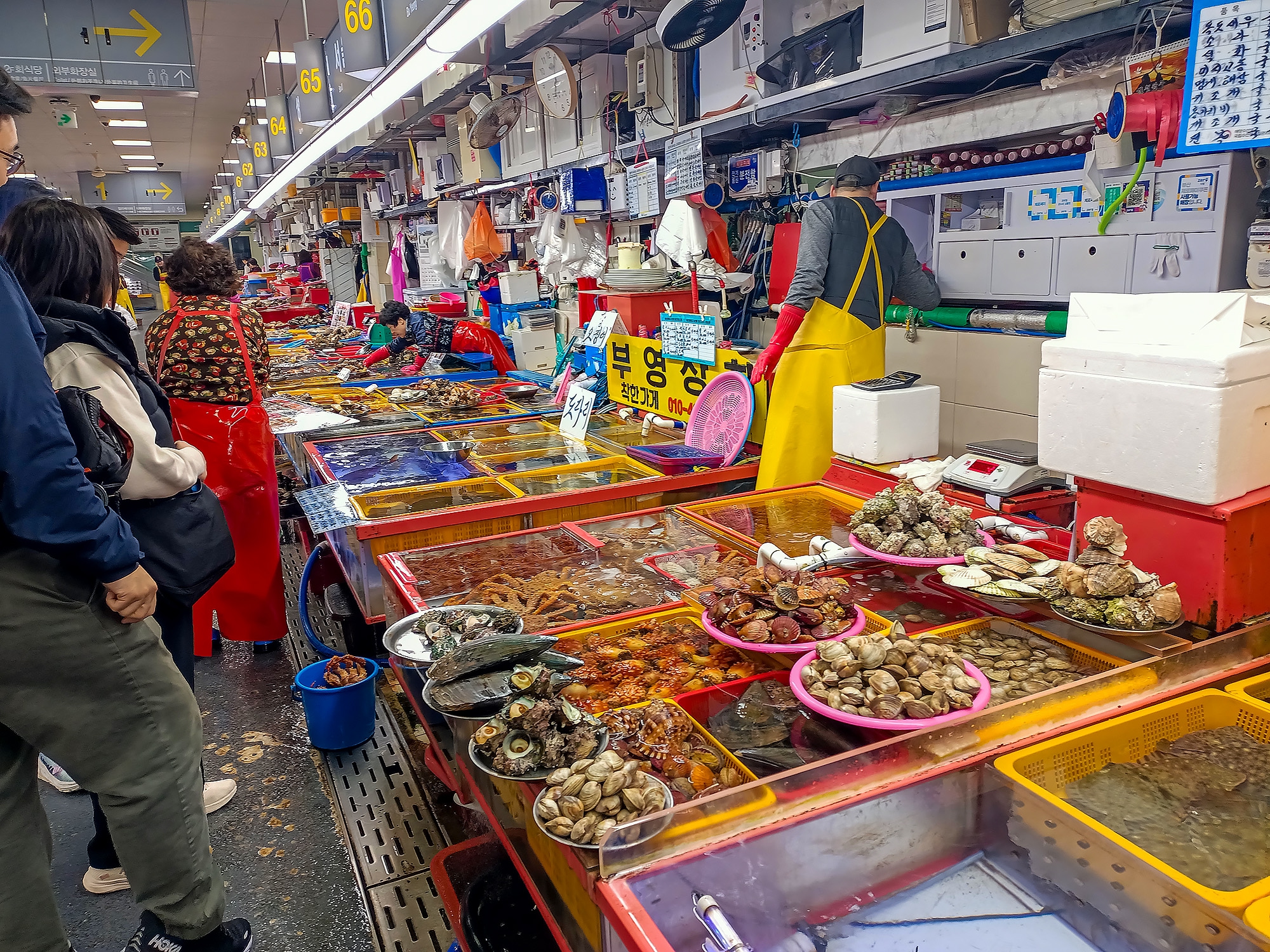 Южная Корея. Сакура в утренней свежести (16/34)