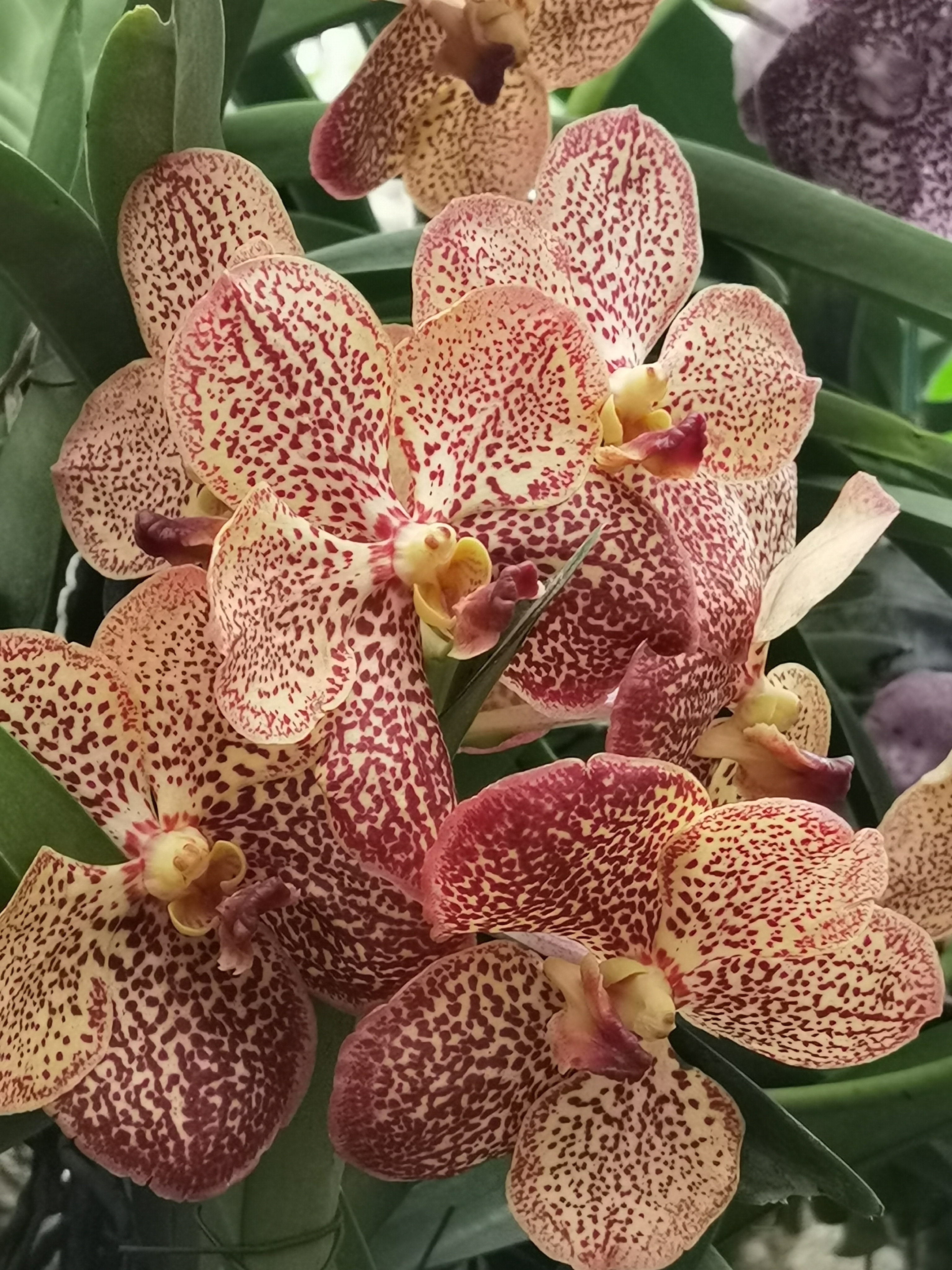 Таиланд: Север - иное измерение (6/58)