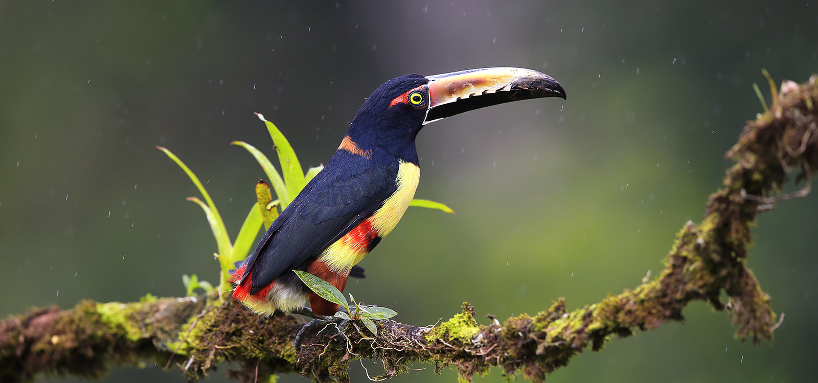 Эквадор-Галапагосские острова-Колумбия-Амазония