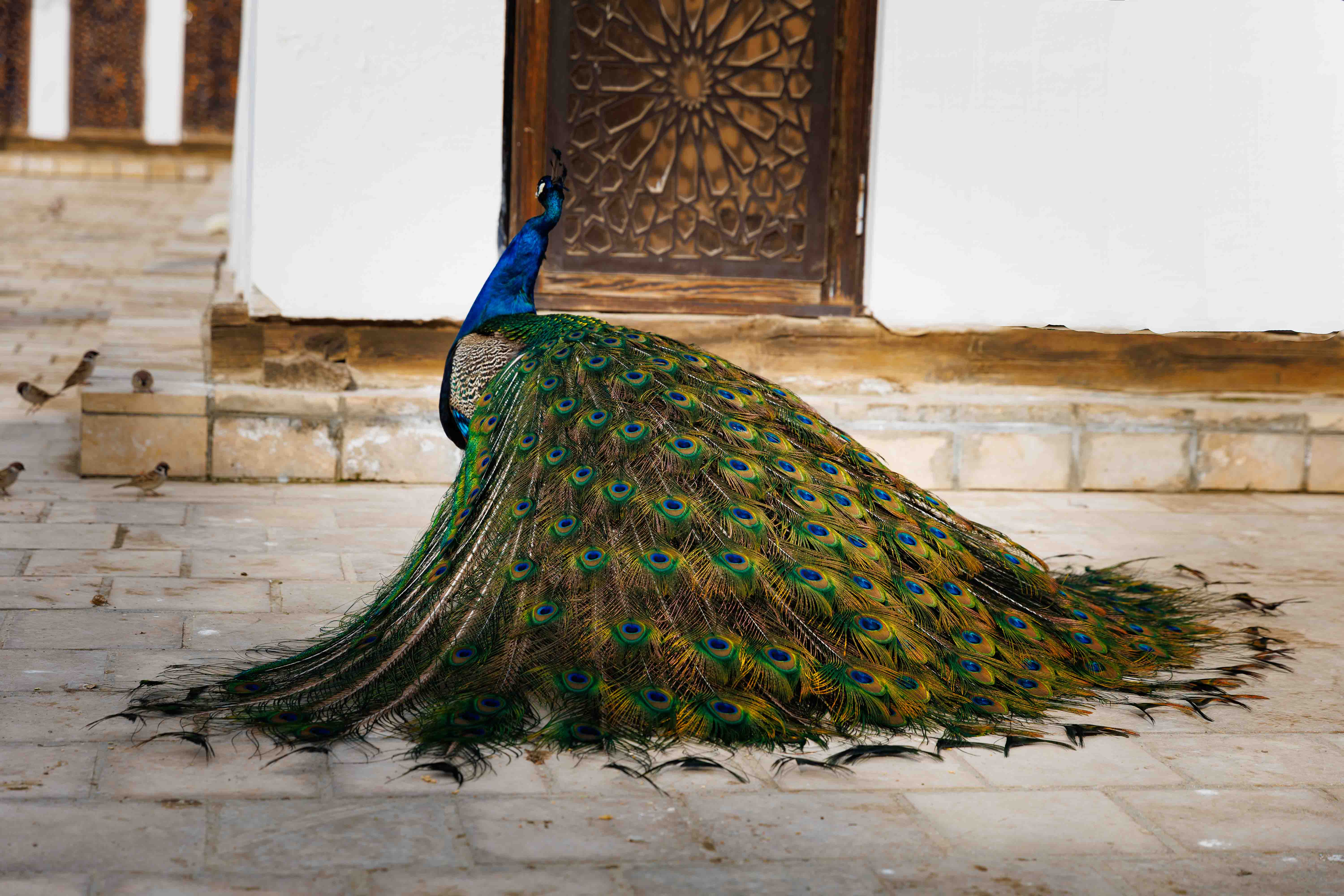 Ташкент, Самарканд, Бухара и Фанские горы (28/54)