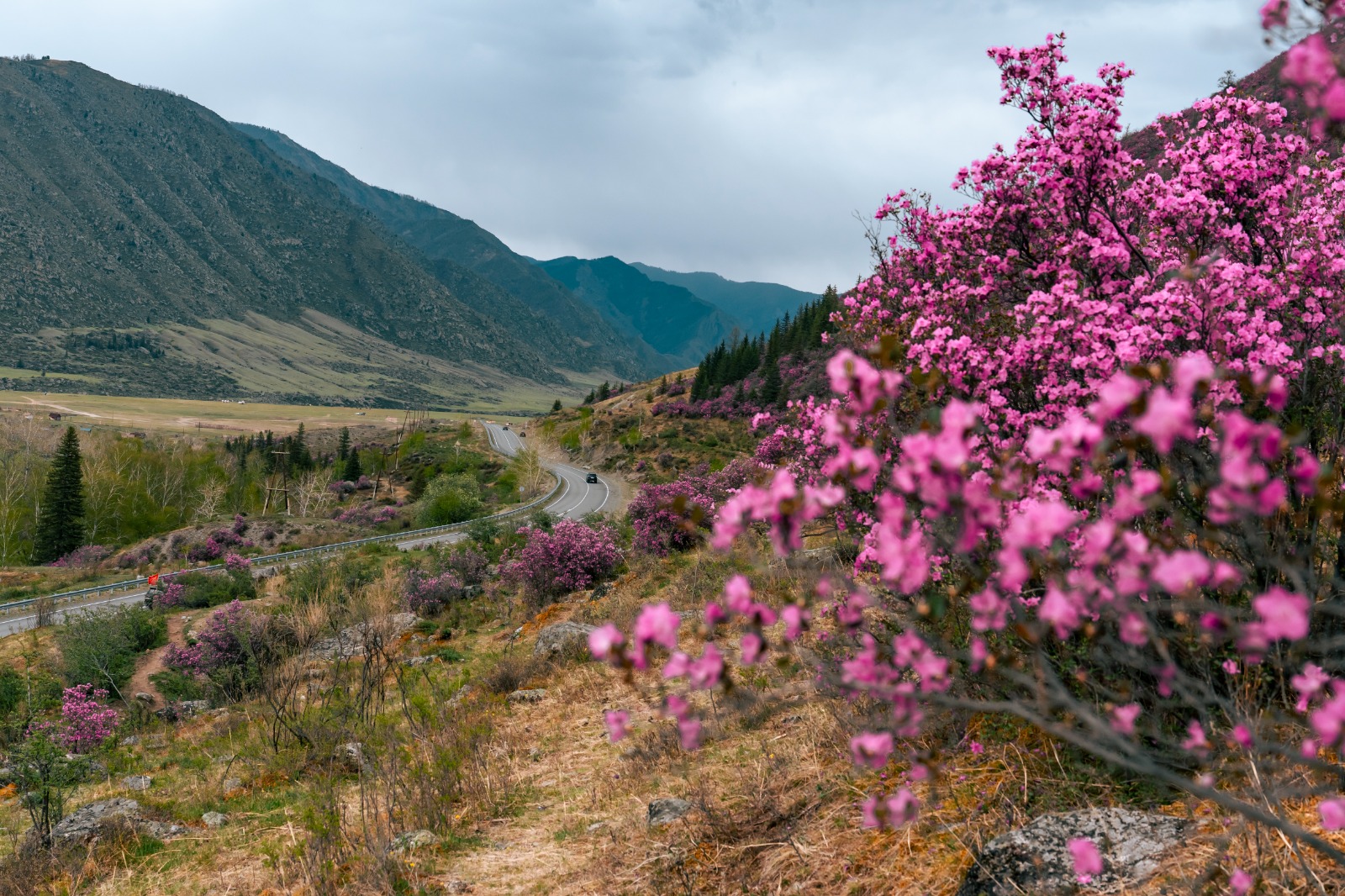 Когда цветет маральник