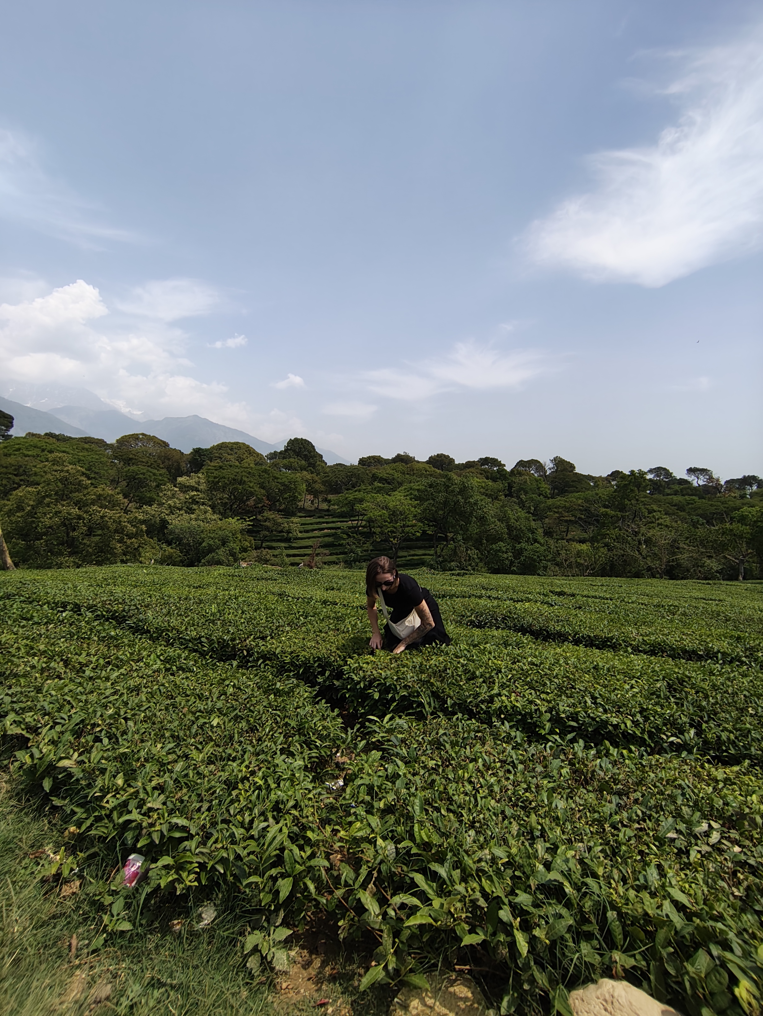 Индия глазами Рерихов (Гималаи, резиденция Далай Ламы) + Золотой треугольник (20/32)