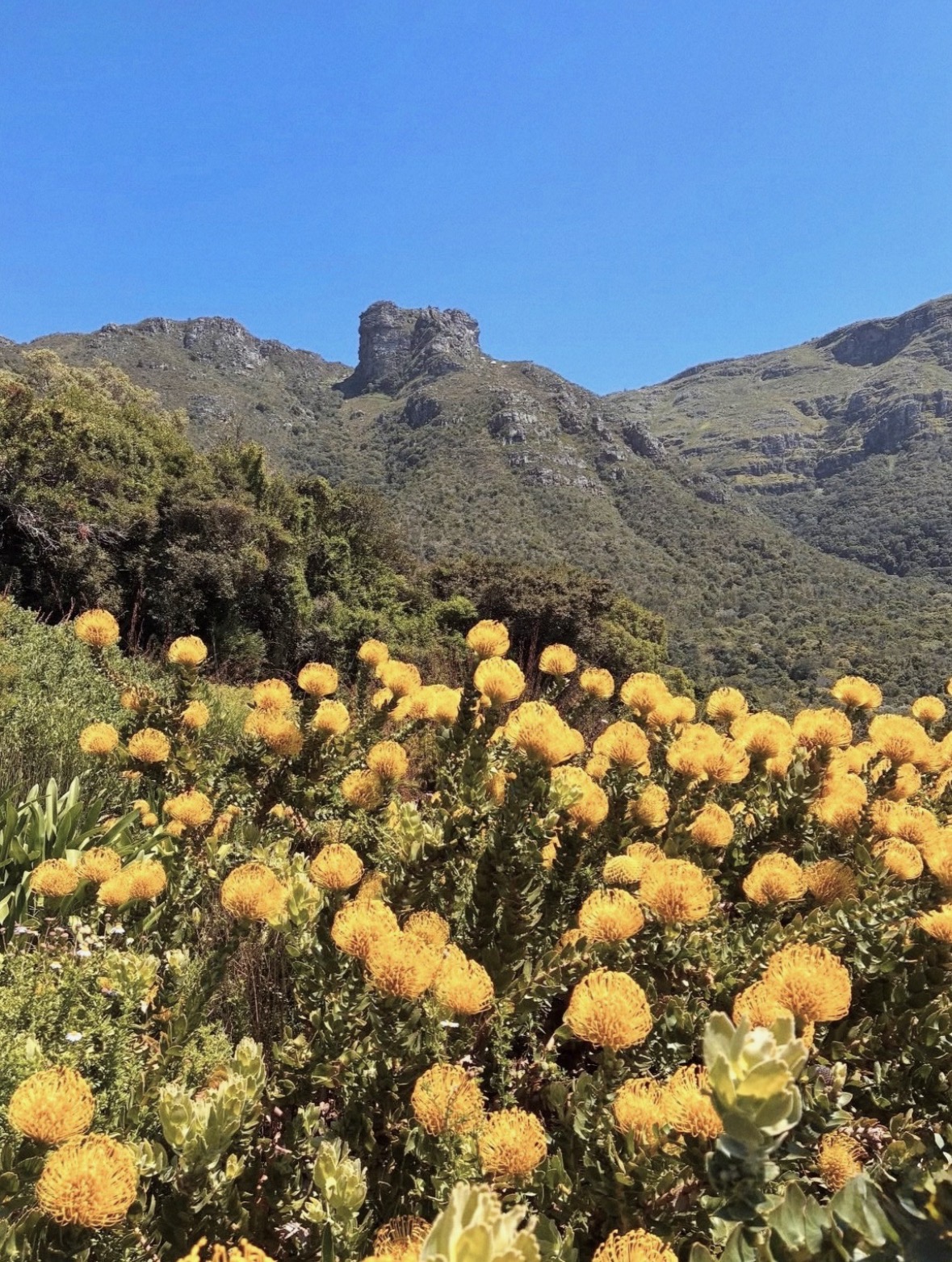 Ботанический сад Кирстенбош