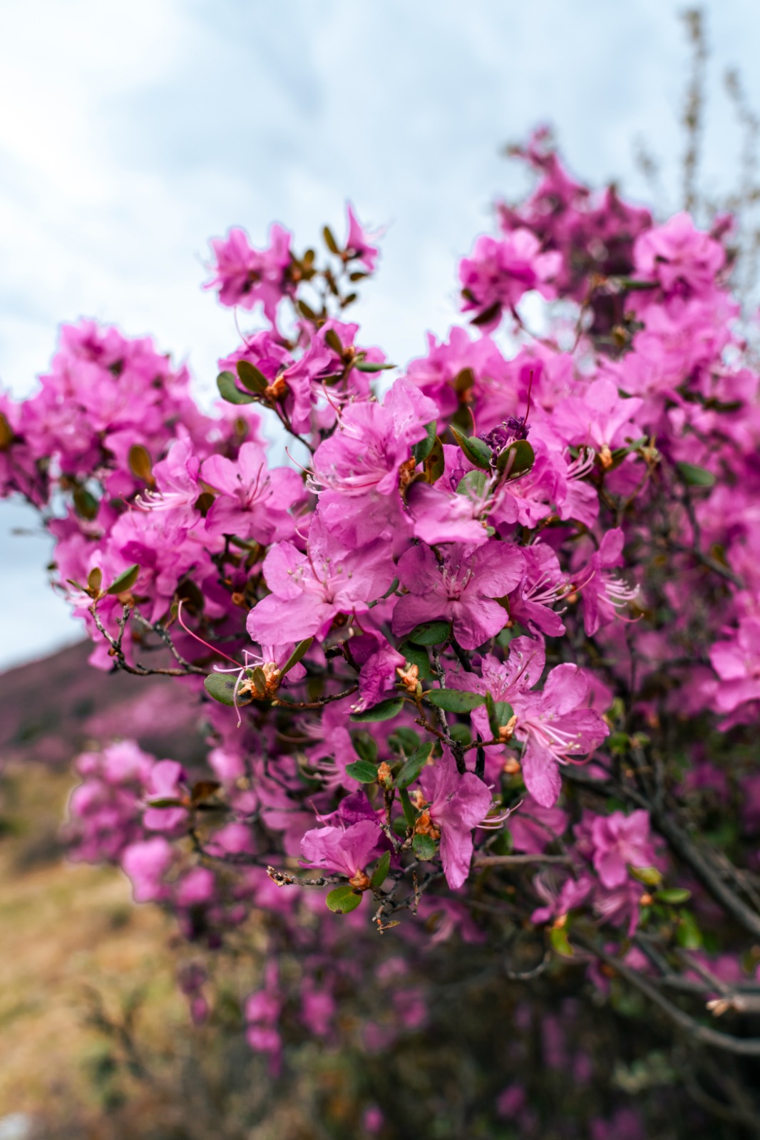 Туда, где цветет маральник (8/13)