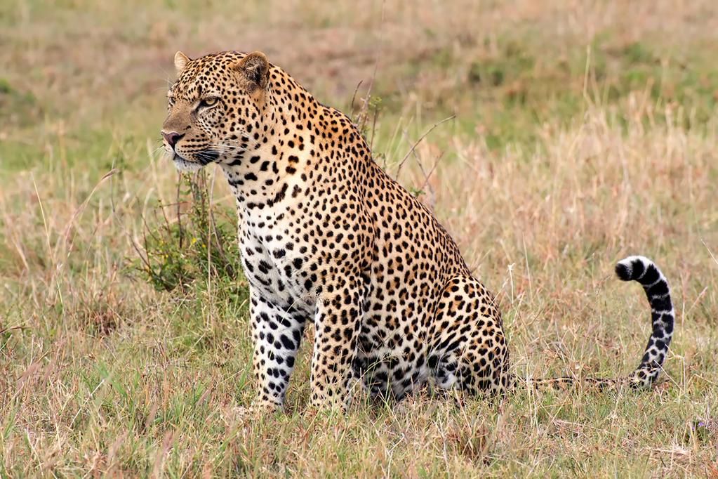 Кения и Уганда (3/15)