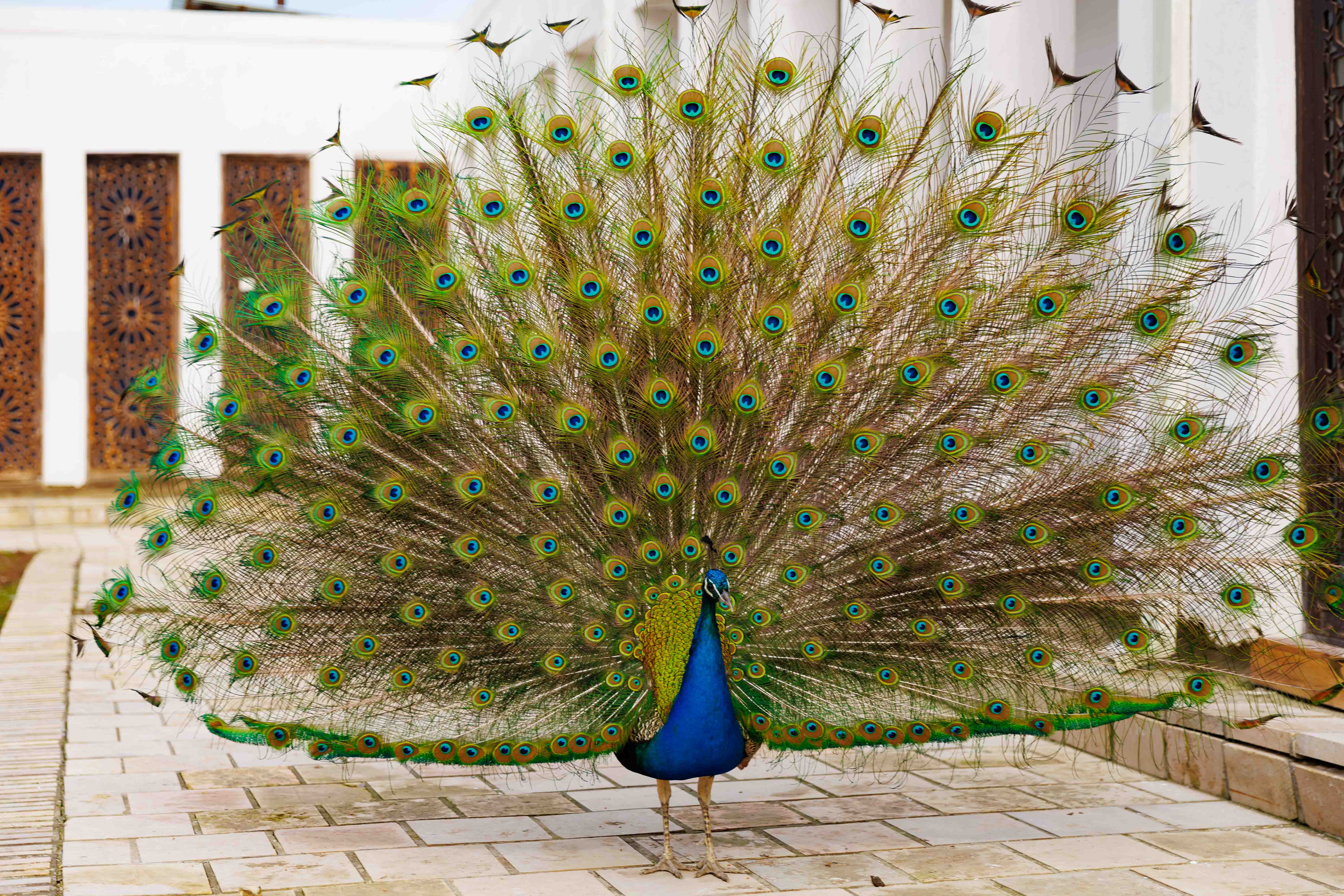 Ташкент, Самарканд, Бухара и Фанские горы (35/54)