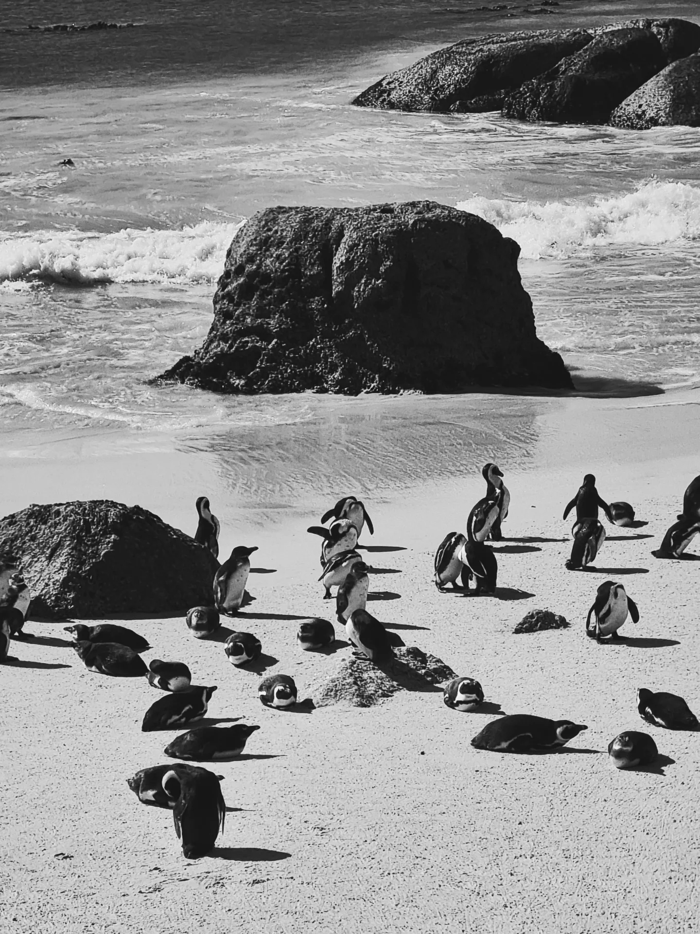 Индивидуальный Конный Тур в Кейптауне (7/37)