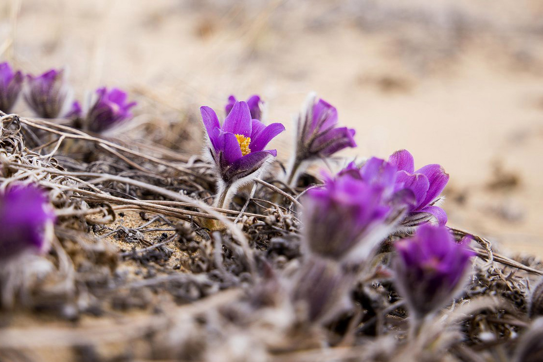 Поход по Чарским пескам — настоящая пустыня в Забайкалье (9/17)