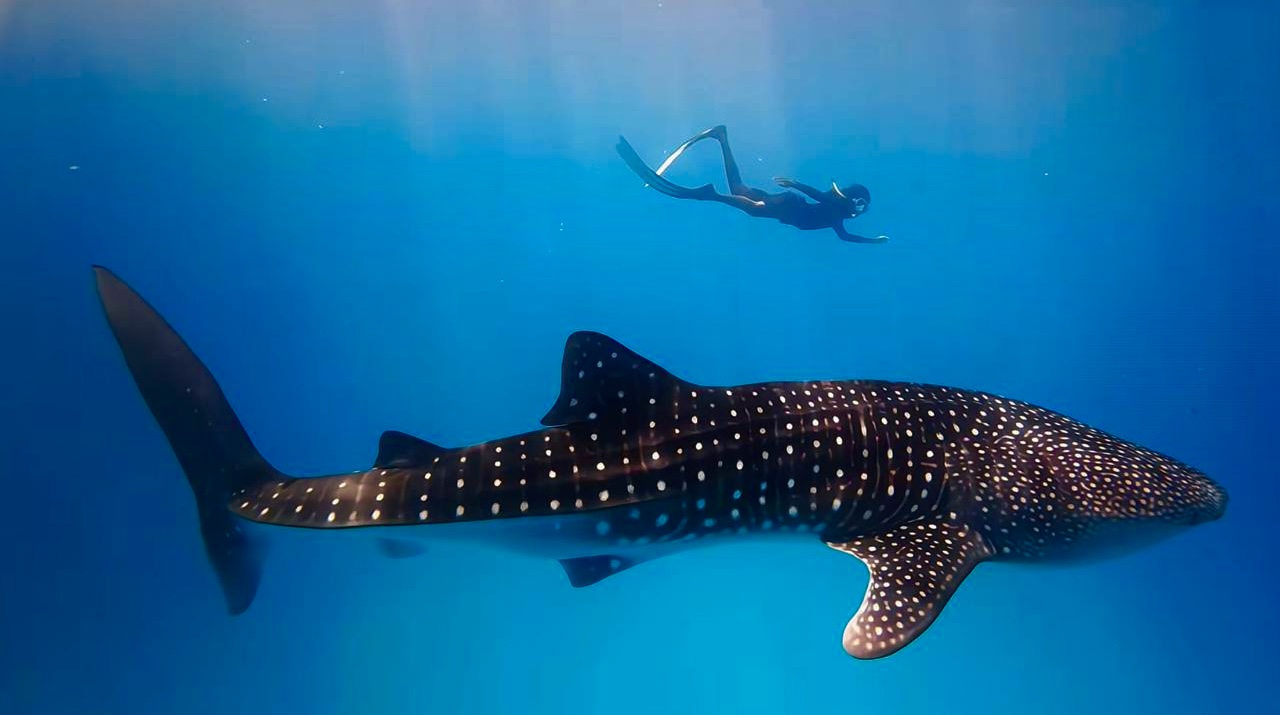 Улётные Мальдивы 2.0. Китовая Акула.