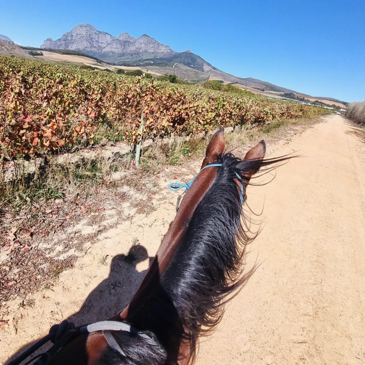 Индивидуальный Конный Тур в Кейптауне (8/37)