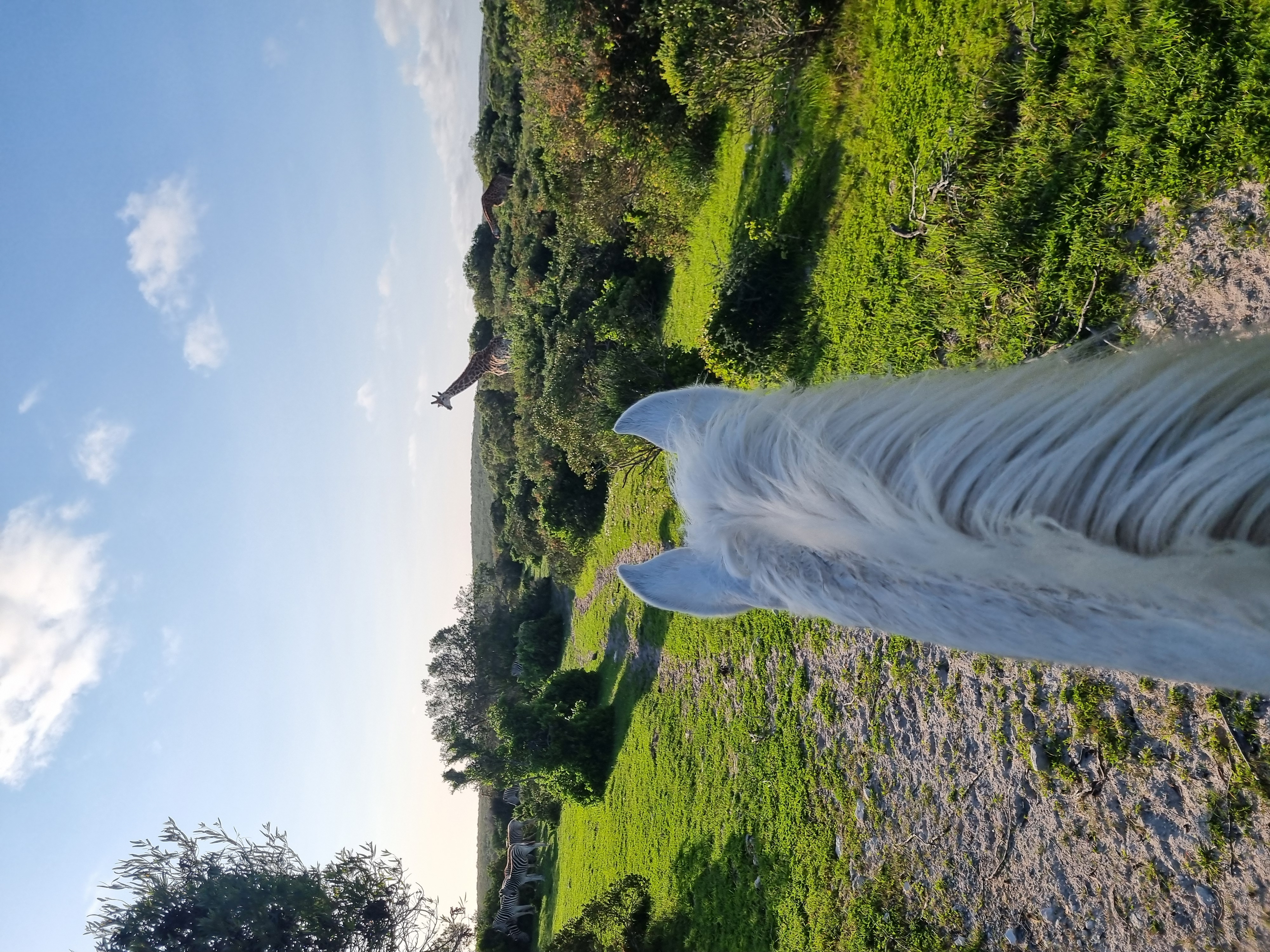 Индивидуальный Конный Тур в Кейптауне (10/37)