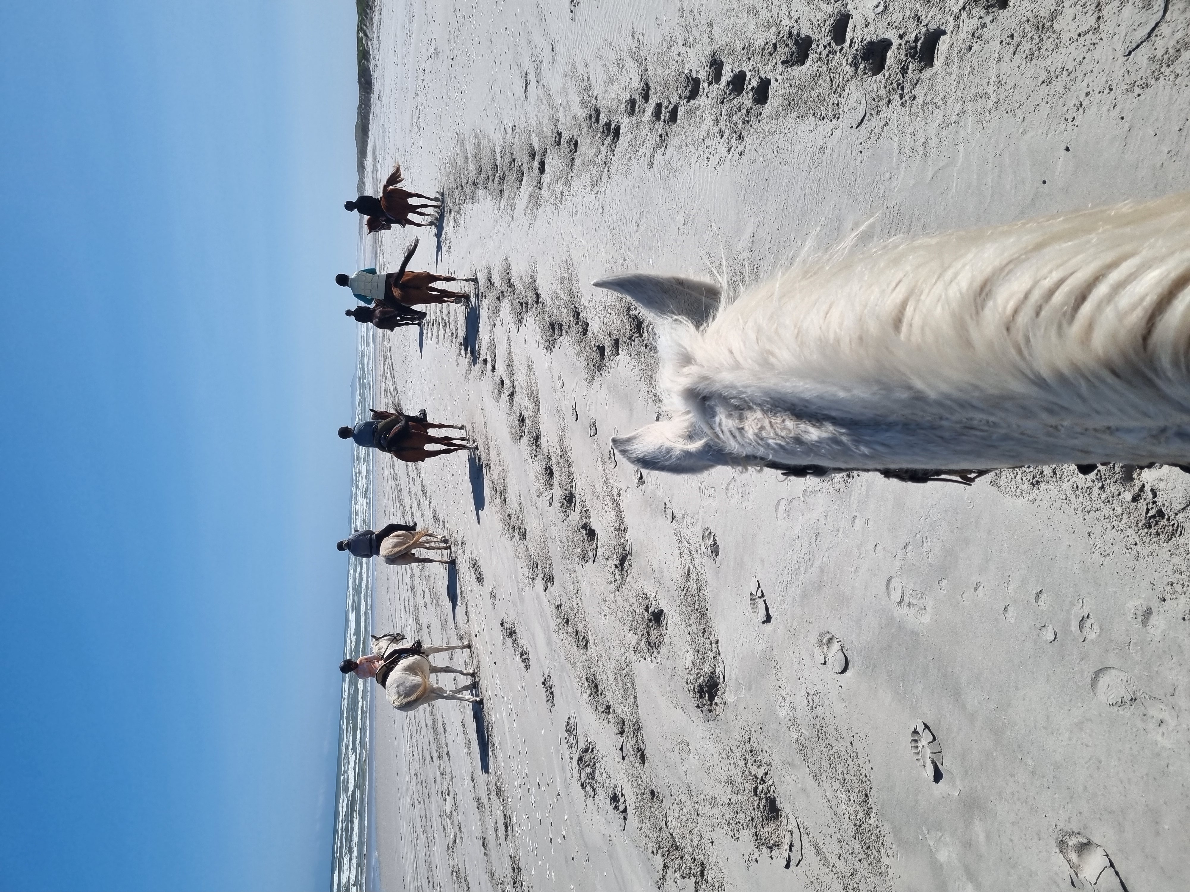 Индивидуальный Конный Тур в Кейптауне (5/37)