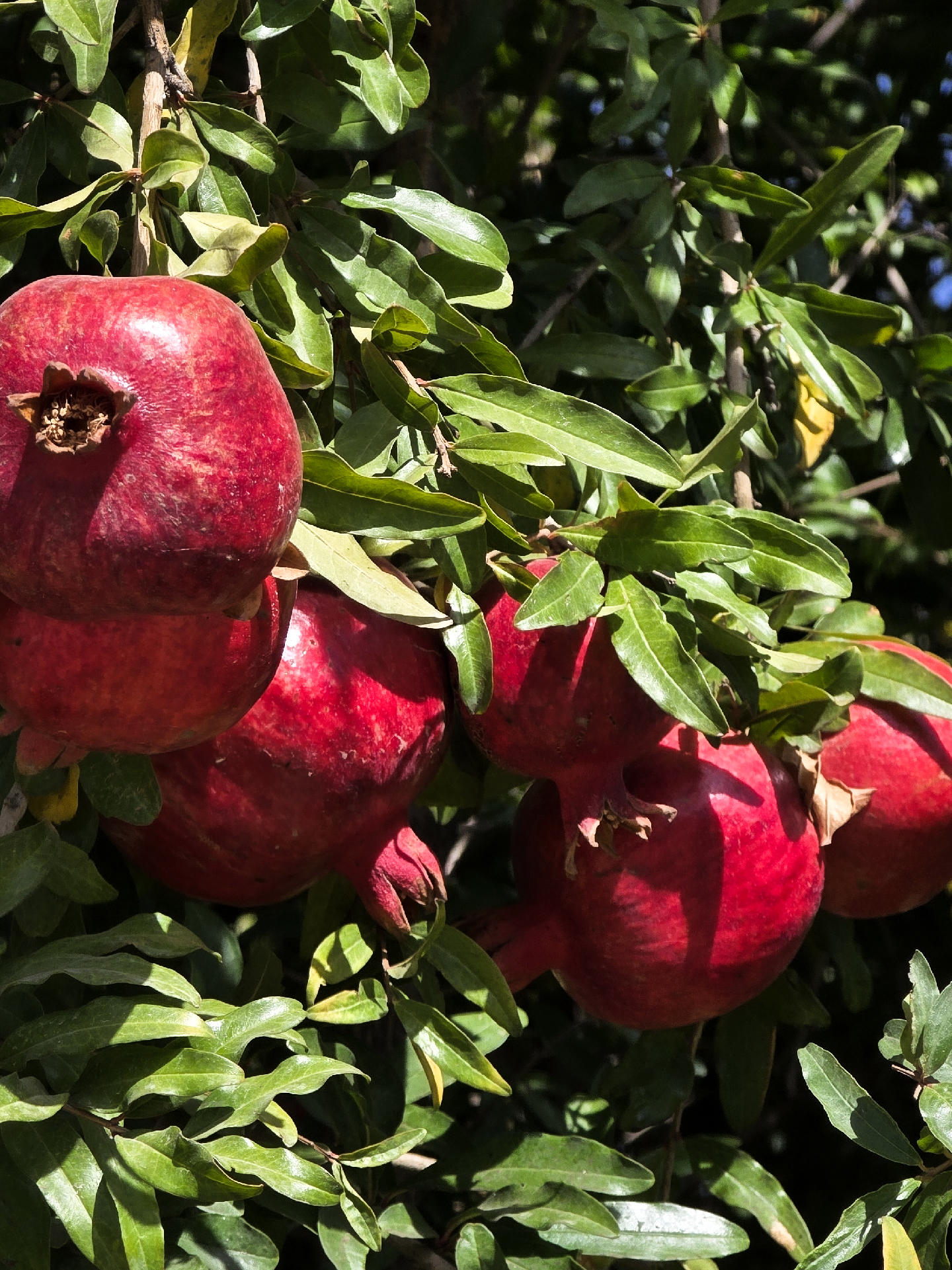 А за тобою Арарат, Армения моя! Топ 7 локаций за 5 дней! (20/64)
