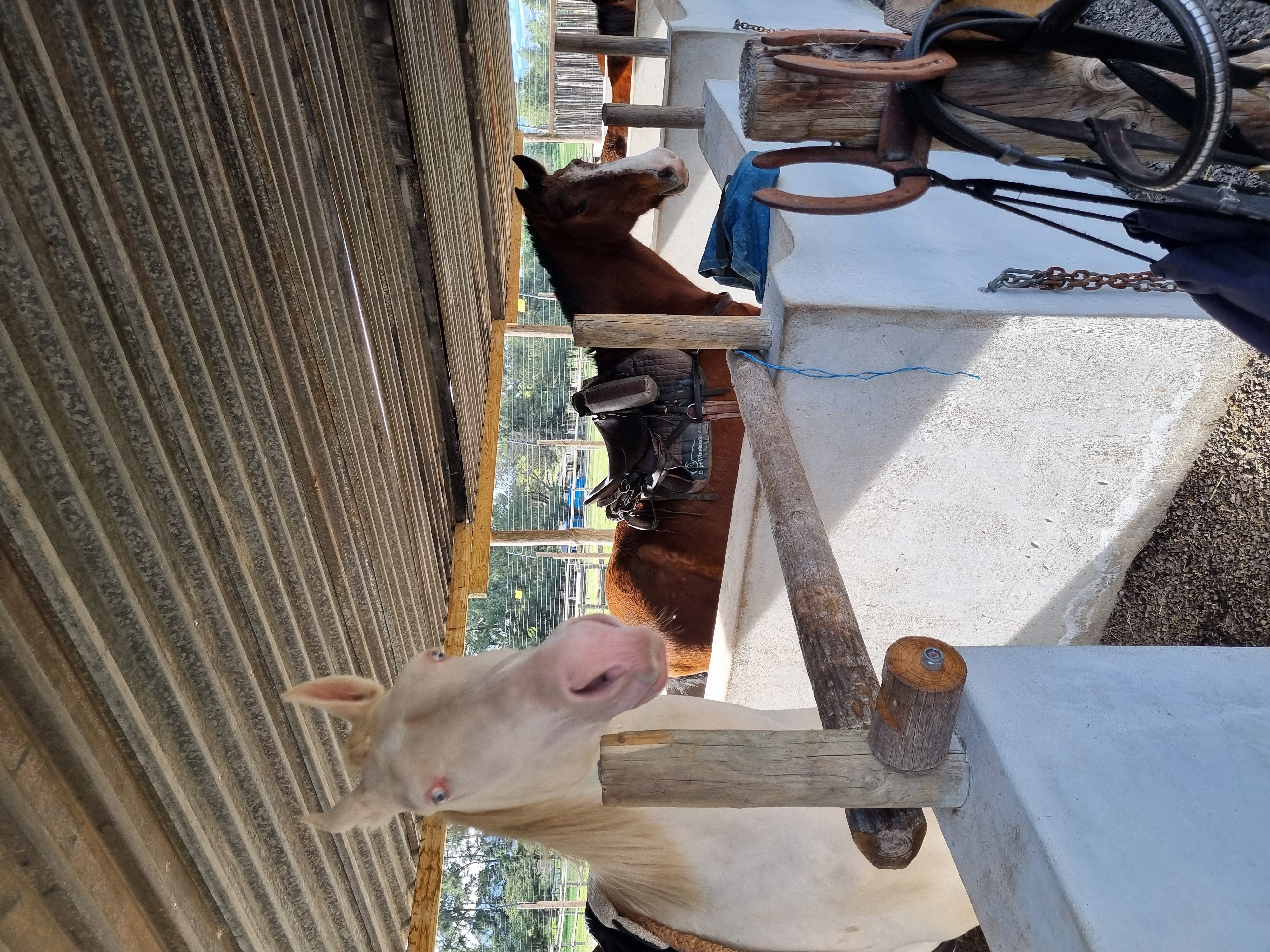 Индивидуальный Конный Тур в Кейптауне (9/37)