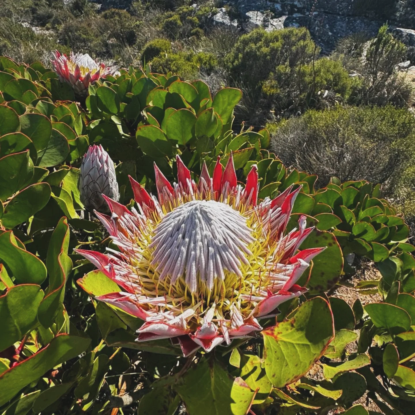 Индивидуальный Конный Тур в Кейптауне (3/37)